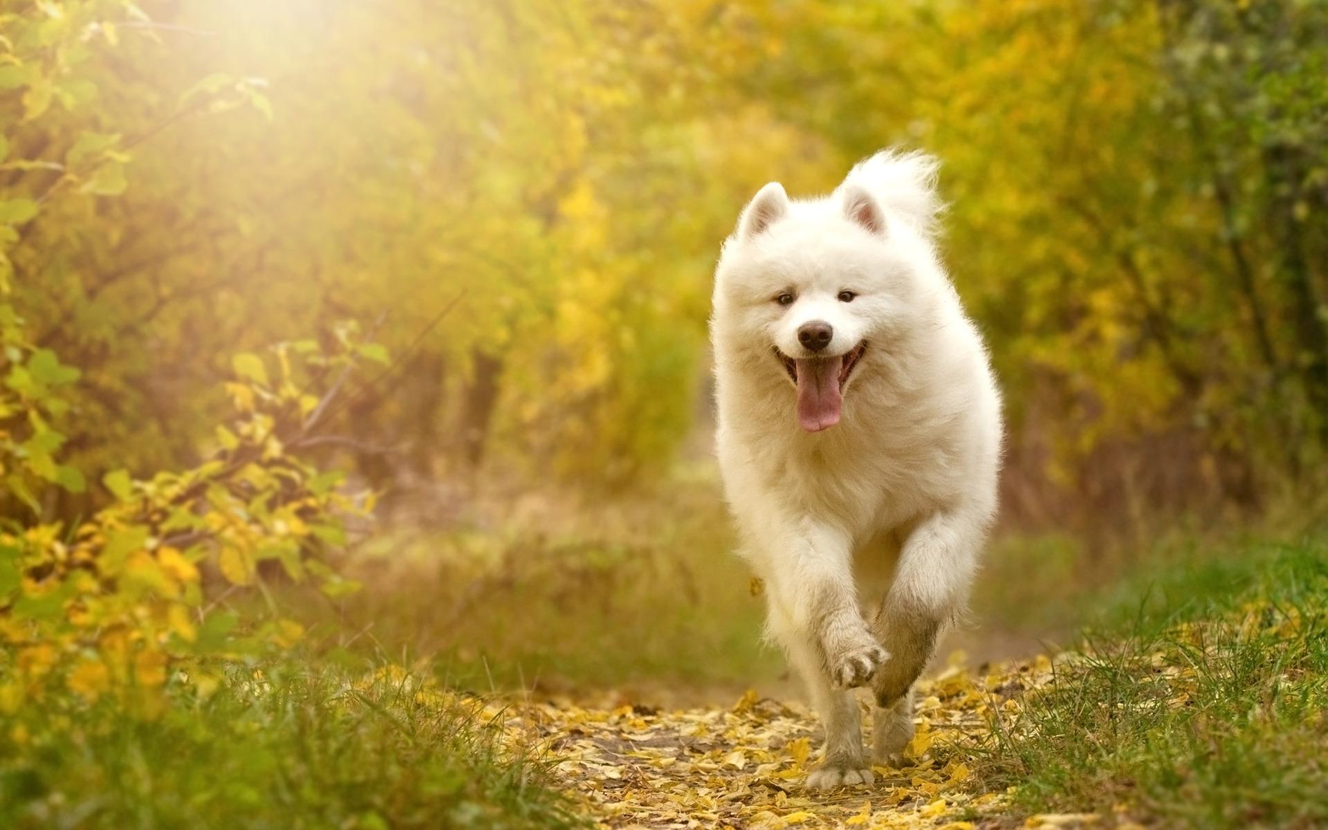 Japanese Spitz Wallpapers - Top Free Japanese Spitz Backgrounds ...