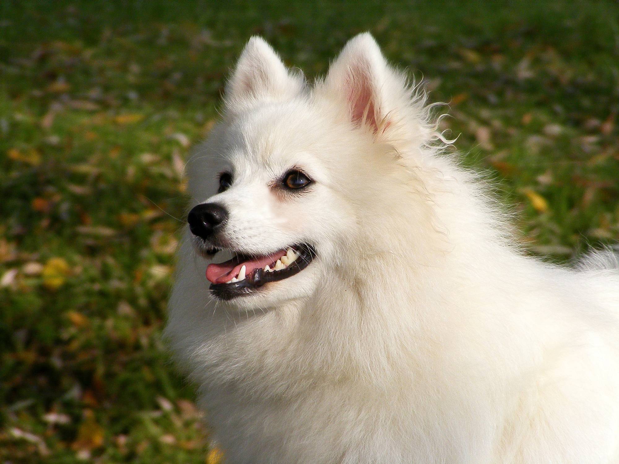 Japanese Spitz Wallpapers Top Free Japanese Spitz Backgrounds