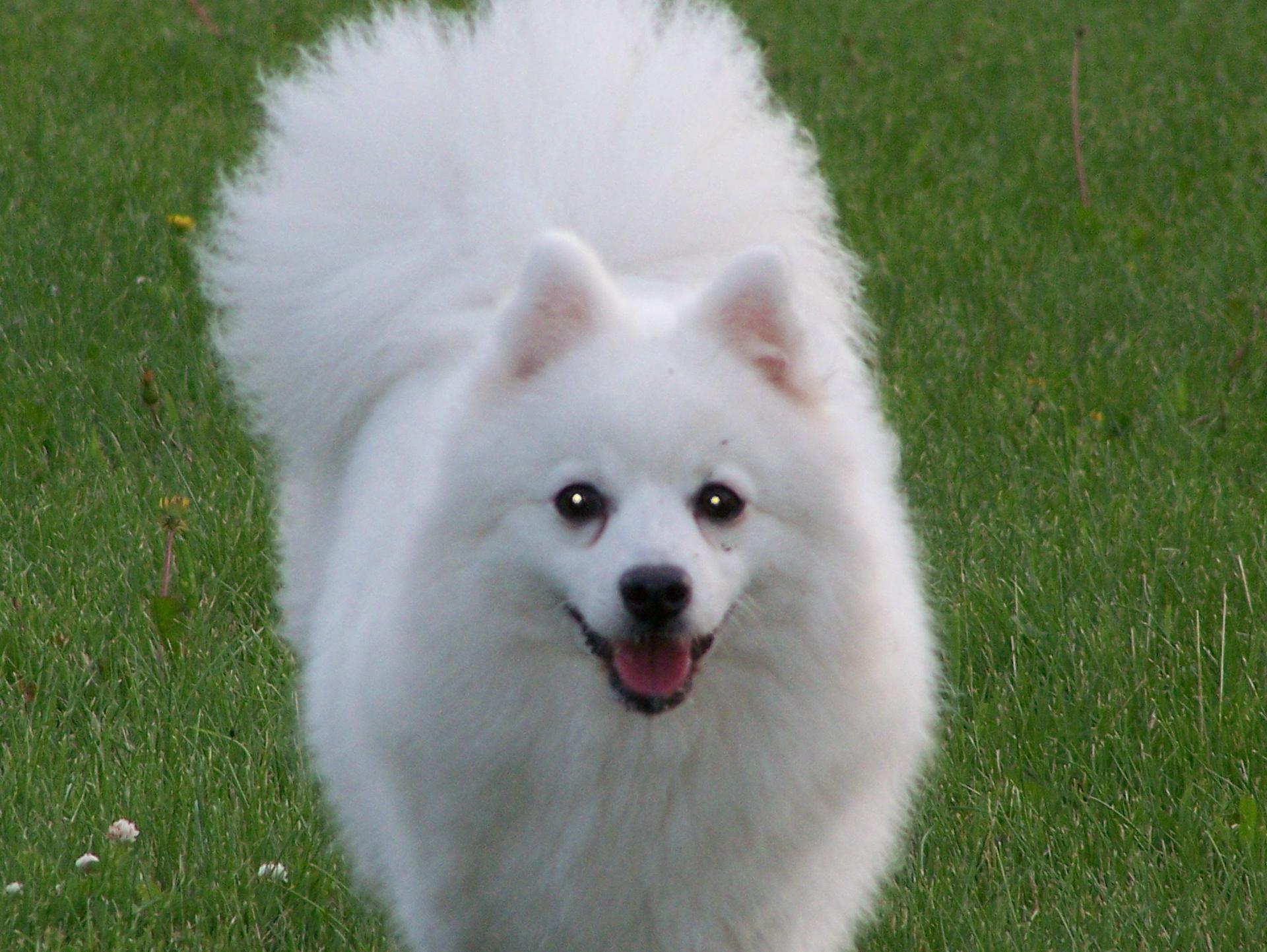 Japanese Spitz Wallpapers - Top Free Japanese Spitz Backgrounds ...