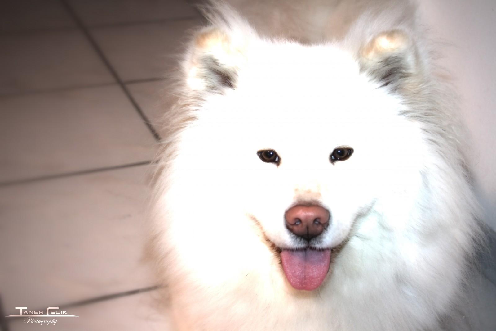 1600x1066 japanese spitz HD wallpaper, Background