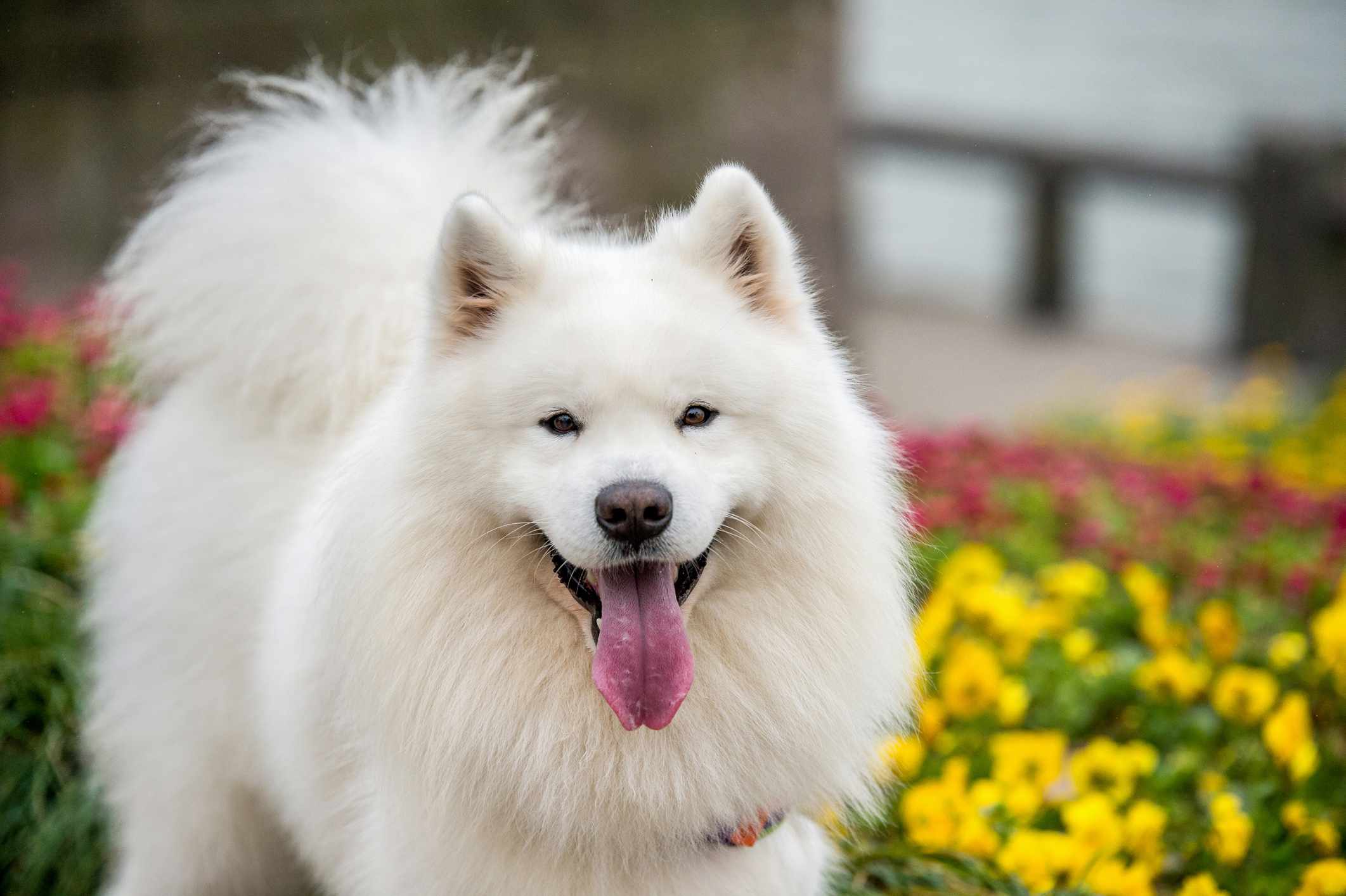 2123x1413 Spitz Dog Breeds That Like to Be Cool