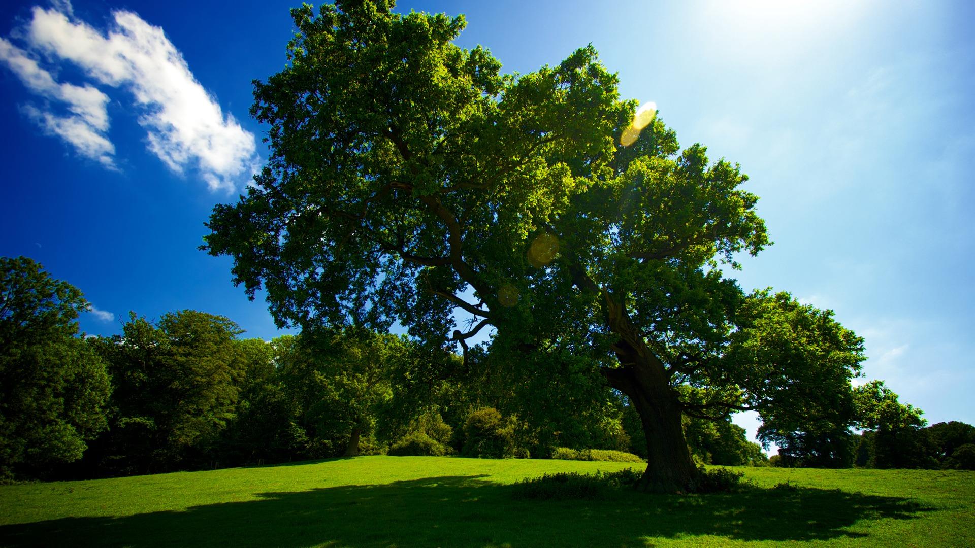 Cool Tree Wallpapers - Top Free Cool Tree Backgrounds - WallpaperAccess