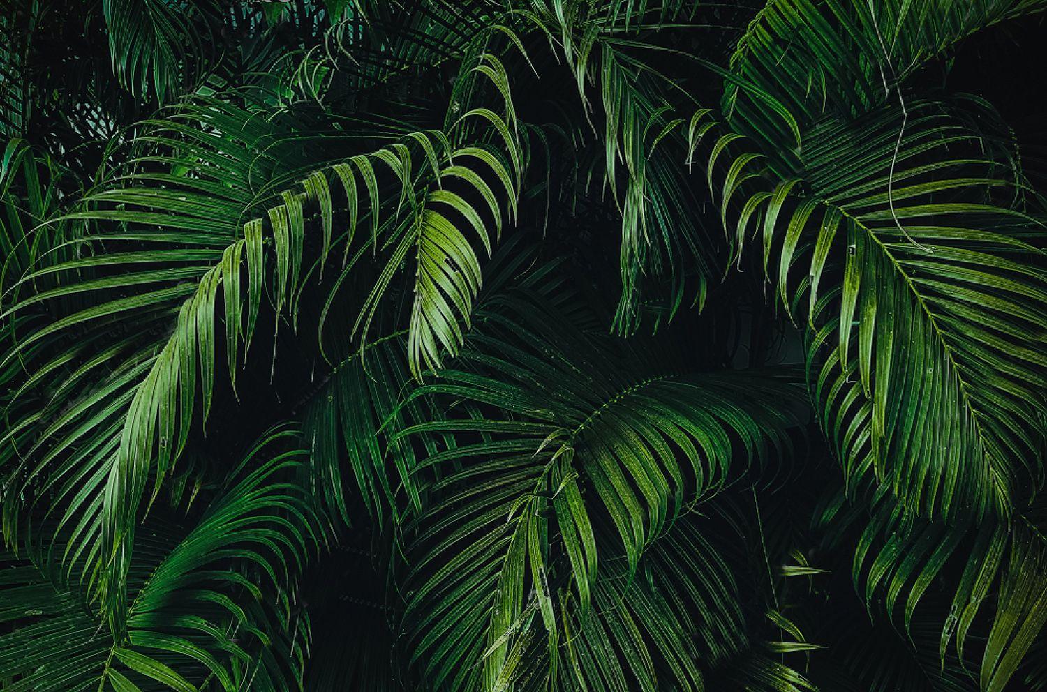 1500x992 Tropical Wallpaper, HD Tropical Background