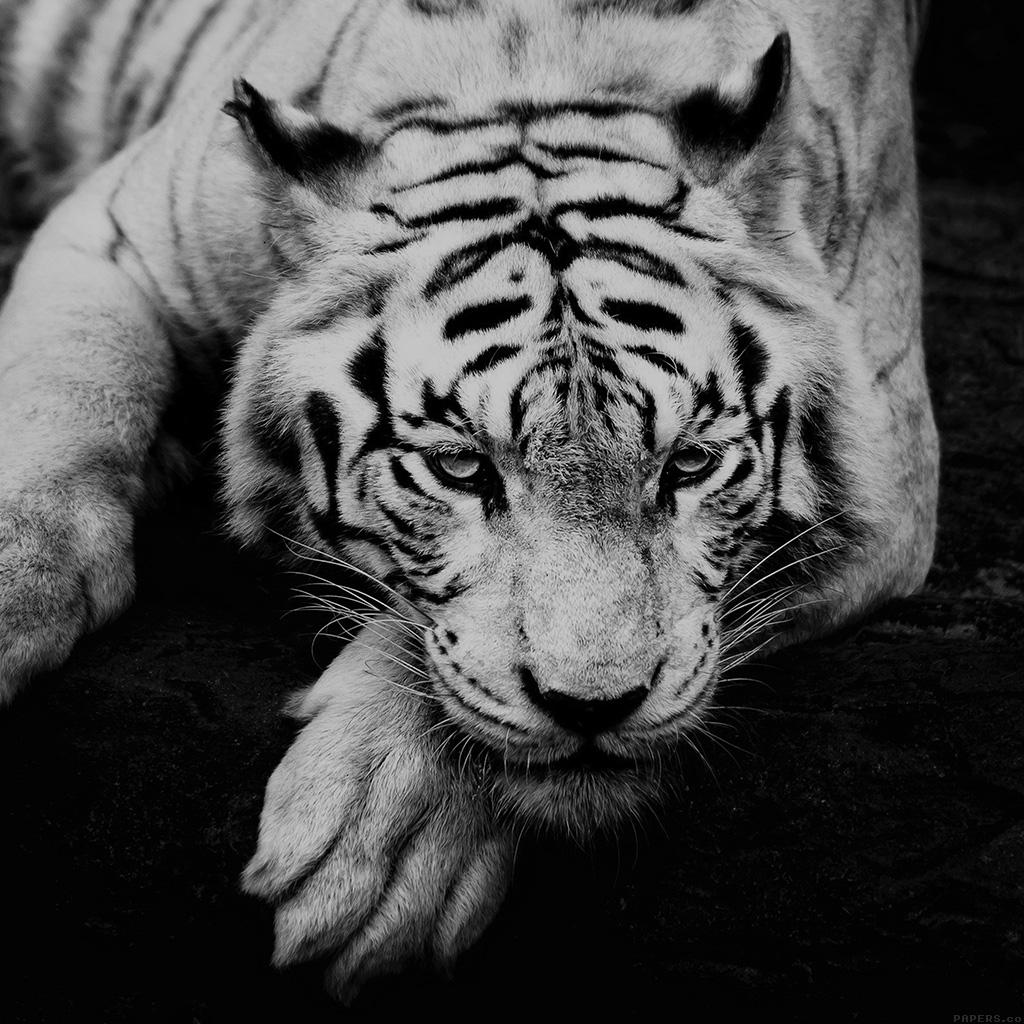 1024x1024 Free download Tiger Animal Grayscale iPad Wallpaper Download iPhone Wallpaper [1024x1024] for your Desktop, Mobile & Tablet. Explore Tiger Wallpaper for iPad. Apple Wallpaper for iPhone, Apple Wallpaper for