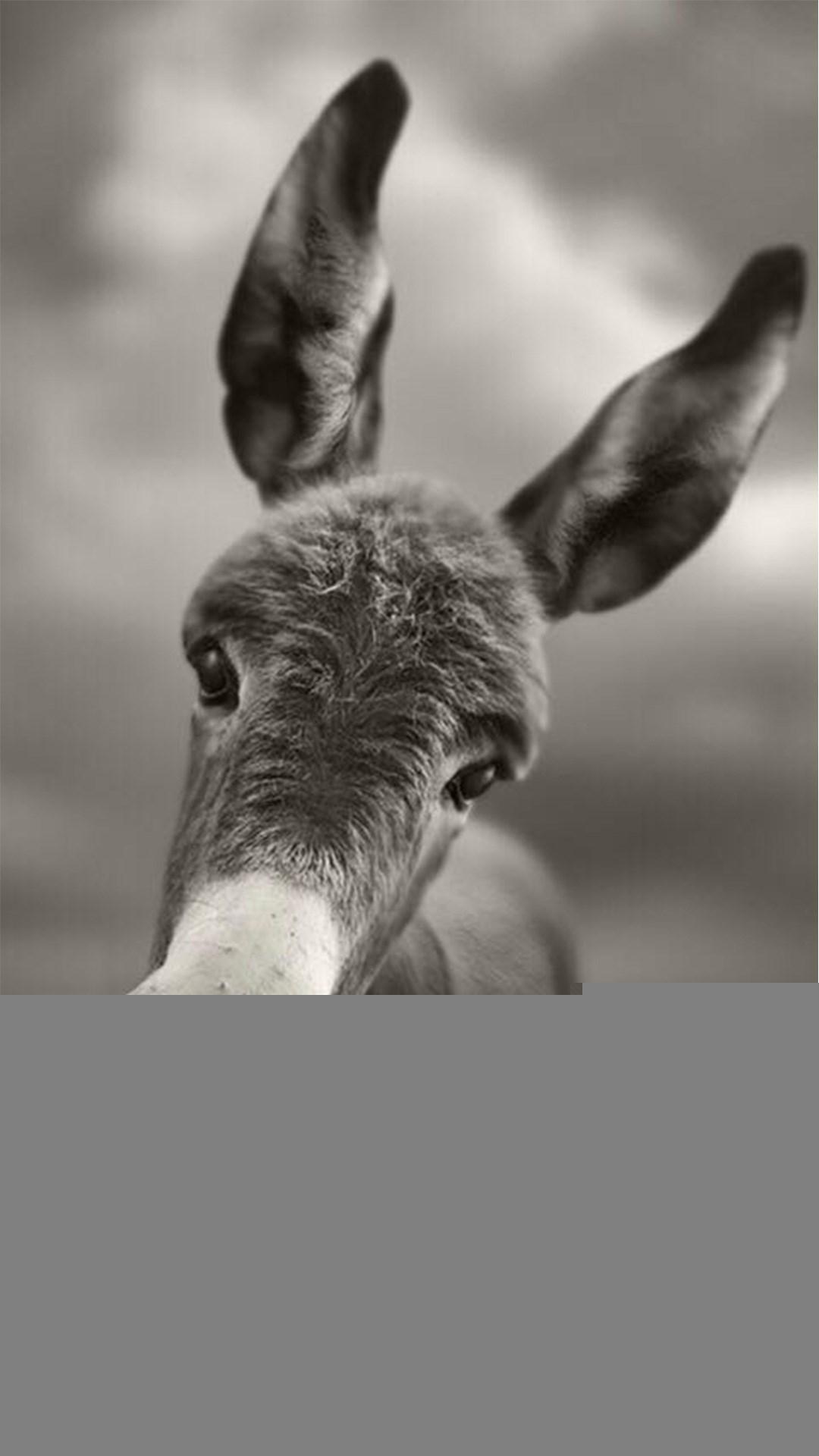 1080x1920 Animals Wallpaper Dark Mule Pet Animal Macro Grayscale iphone 6 wallpaper ilikewallpaper com