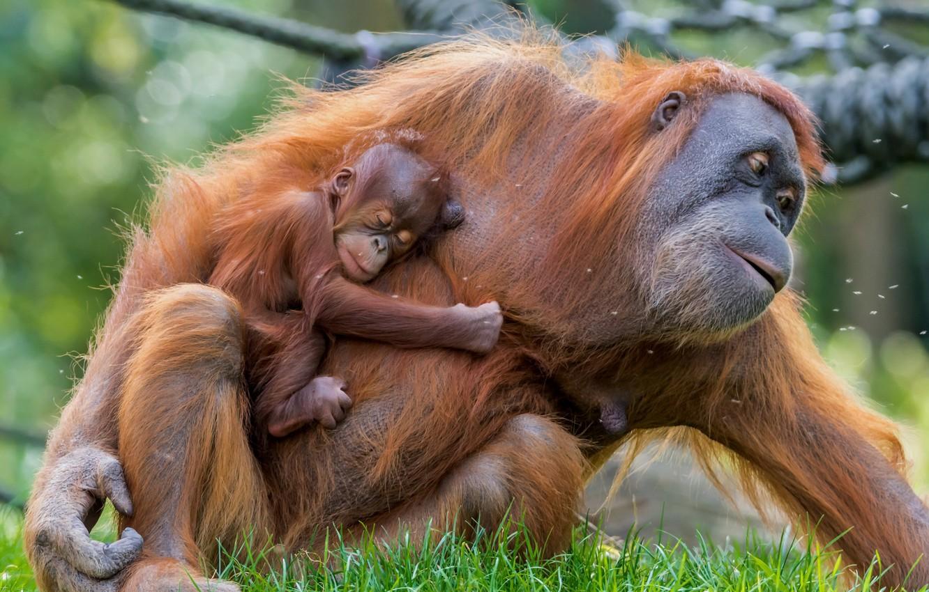 1332x850 Wallpaper baby, mother, Orangutan image for desktop, section животные
