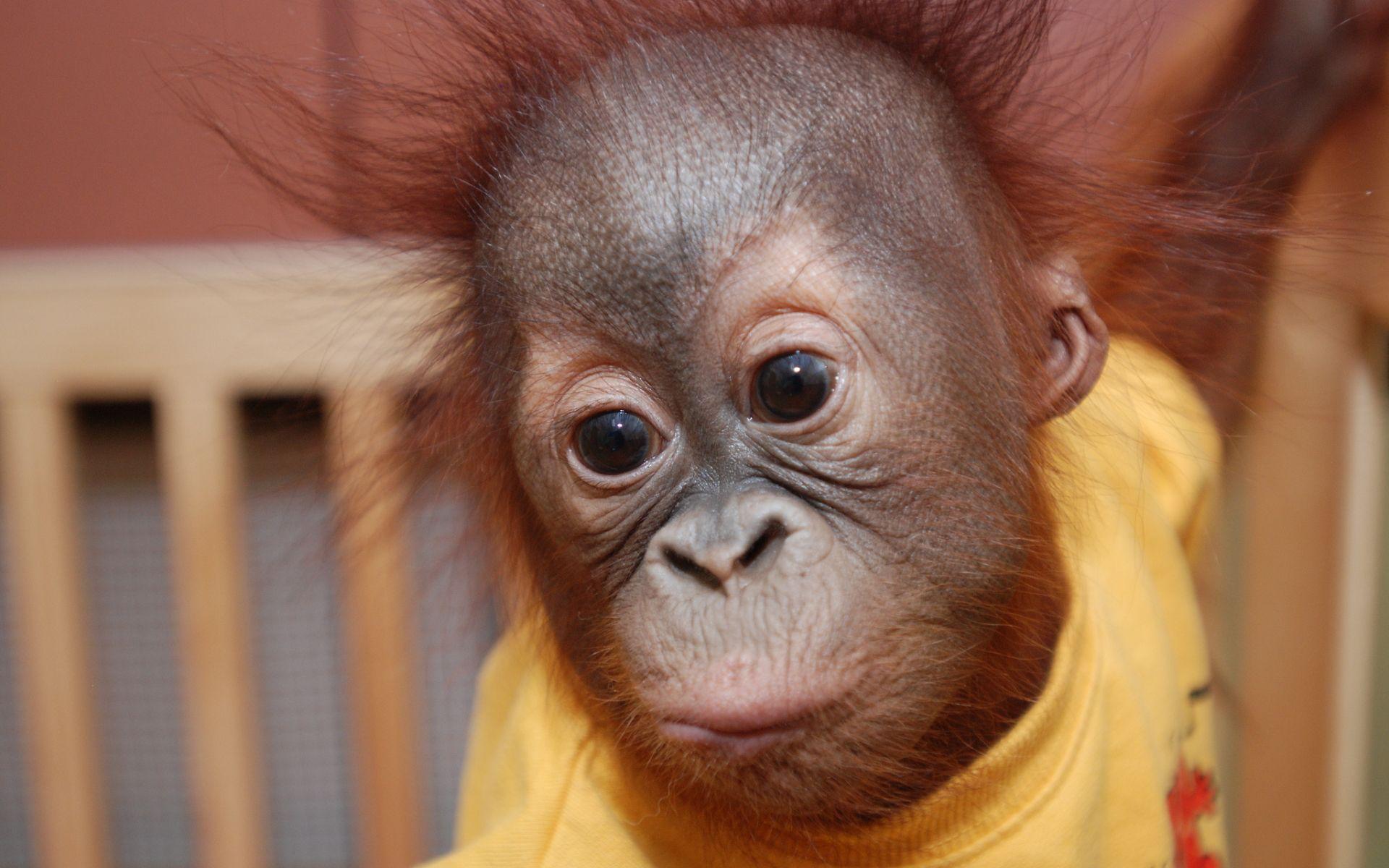 1920x1200 Orangutan Baby (1920×1200). Orangutan, Baby Monkey, Monkey Wallpaper