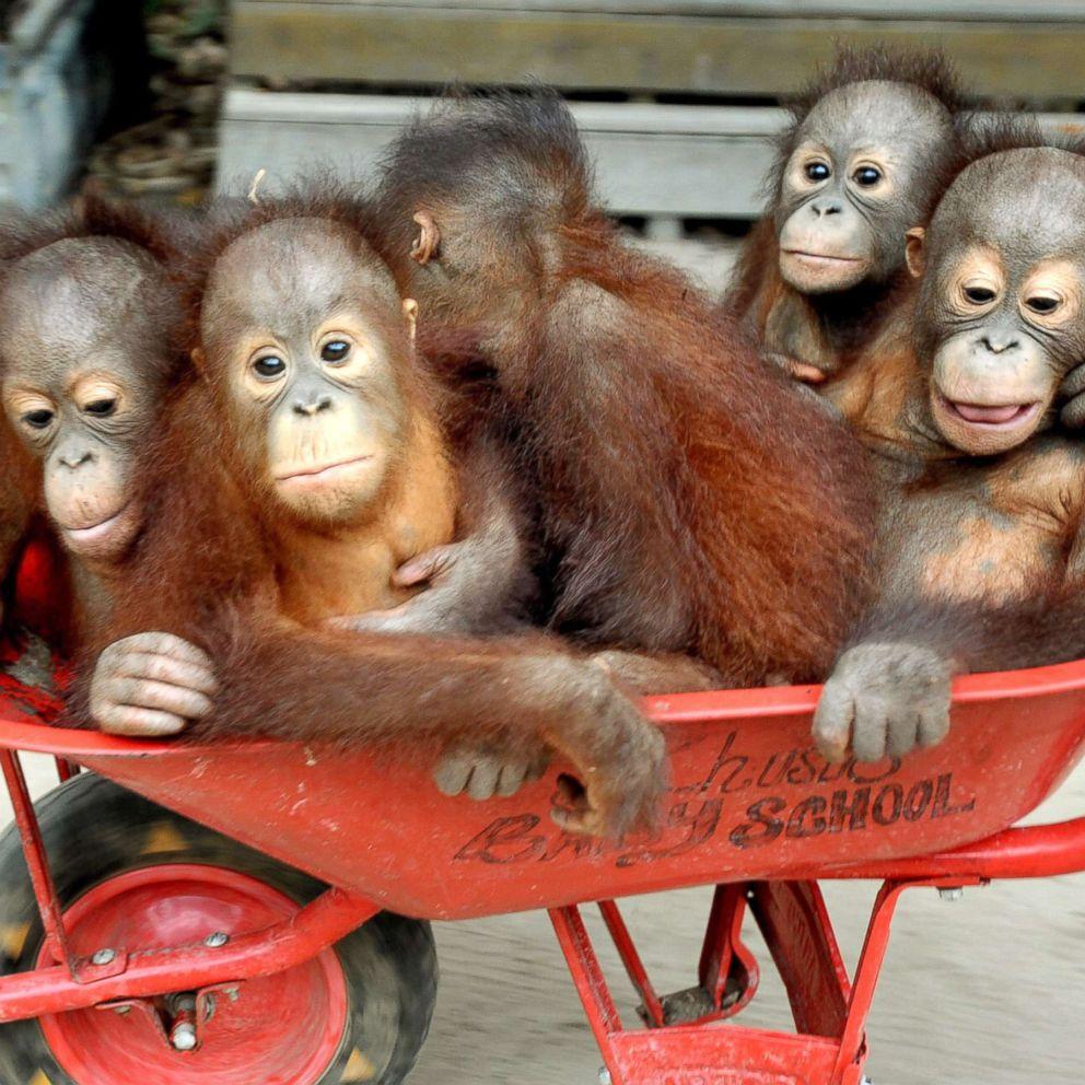 992x992 Baby orangutans released back into the wild after rehabilitation