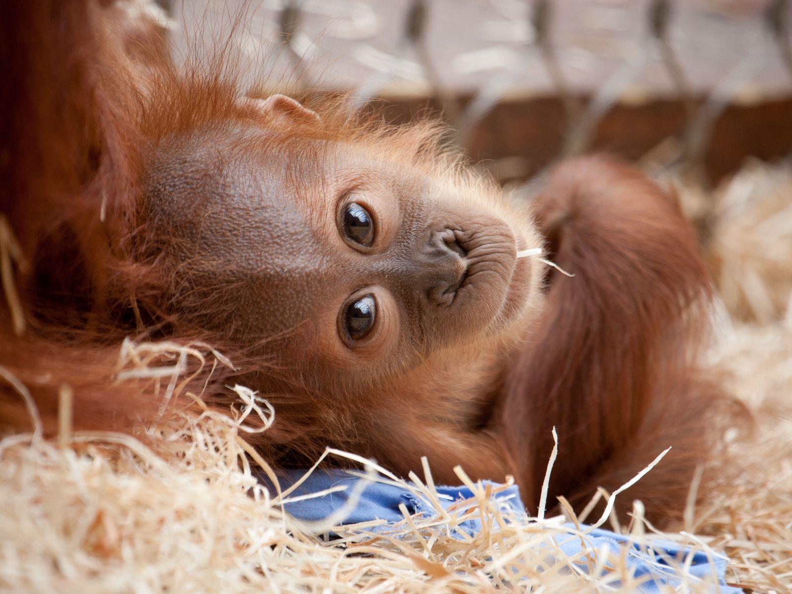 1600x1200 Download wallpaper 1600x1200 monkey, face, baby, lie standard 4:3 HD background