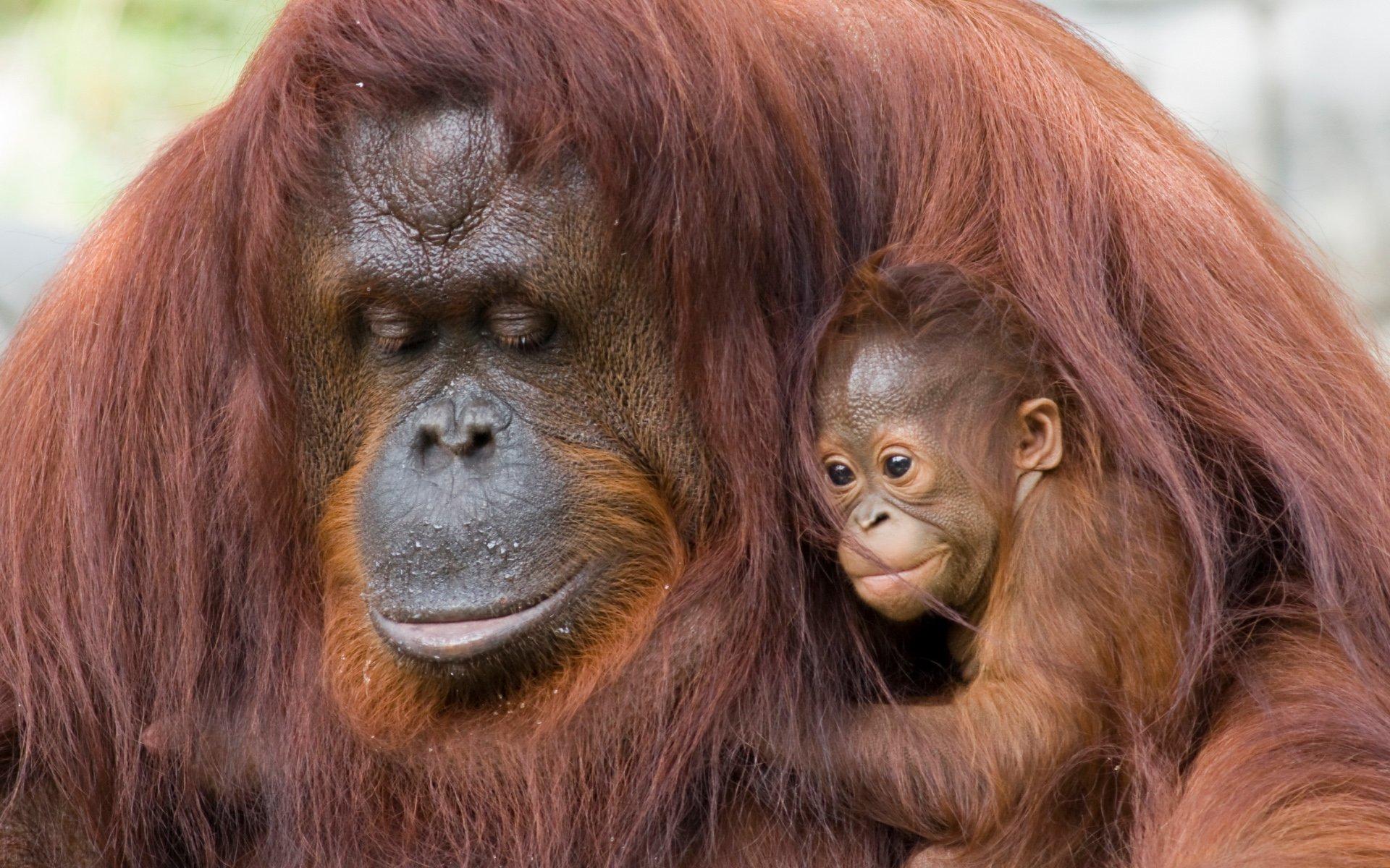 1920x1200 Orangutan Mum And Baby Wallpaper HD And Their Young