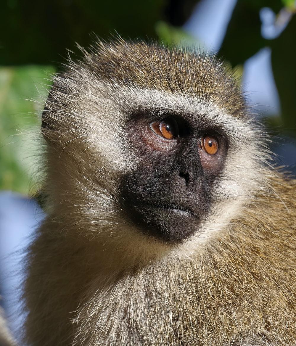 Primate Wallpapers - Top Free Primate Backgrounds - WallpaperAccess