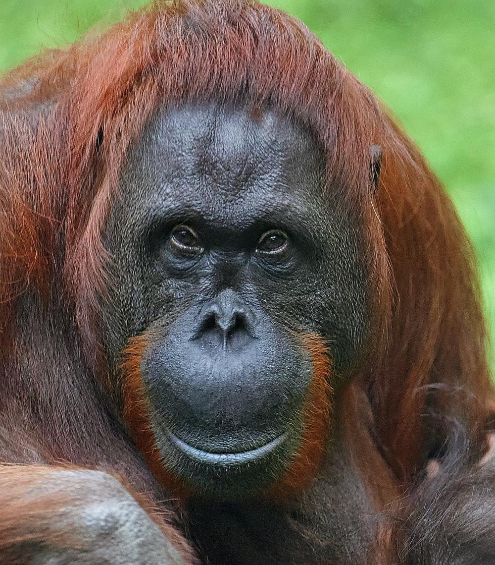 1000x1140 Baby Orangutan Picture. Download Free Image
