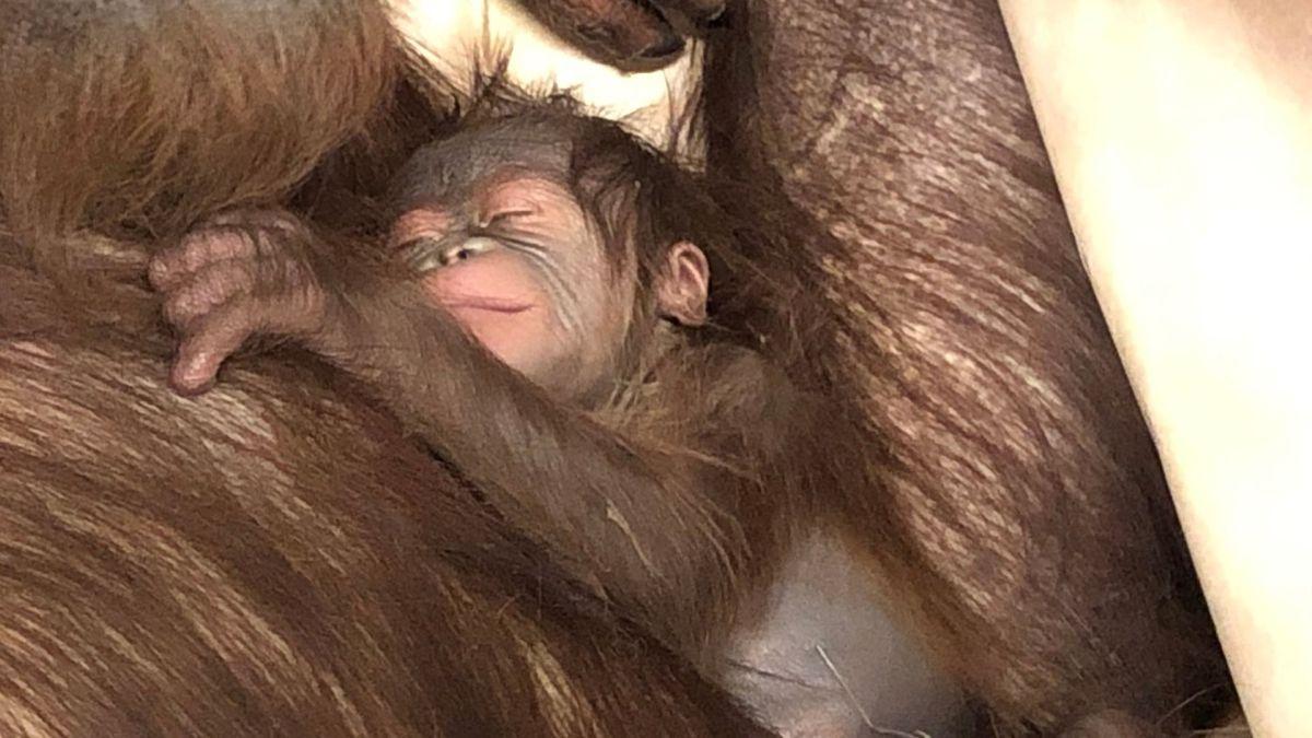 1200x675 This adorable baby orangutan needs a name, and you can help