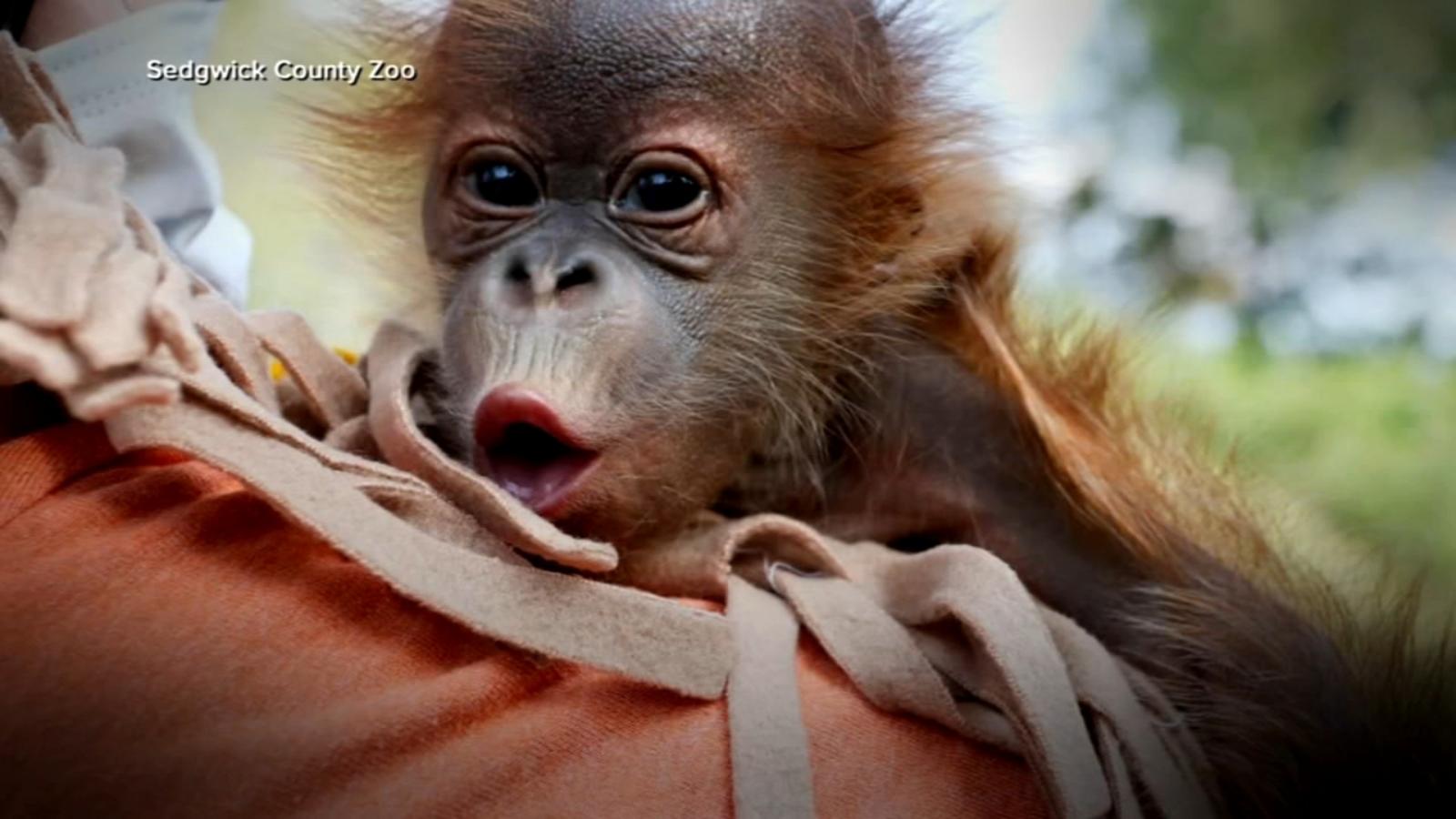 1600x900 human doctors save the day, help deliver baby orangutan at Kansas zoo