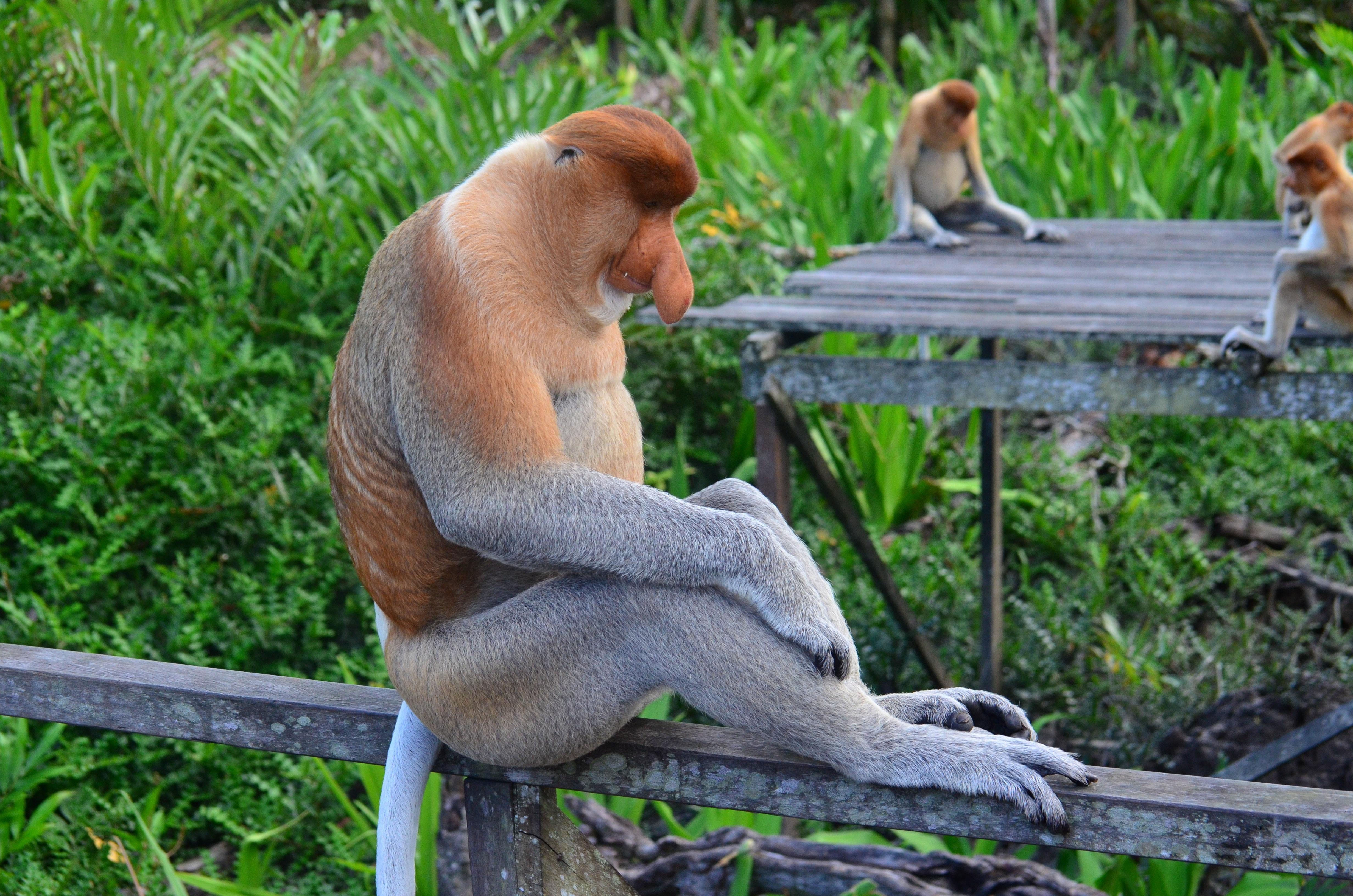 4928x3264 Brown Gray Primate · Free