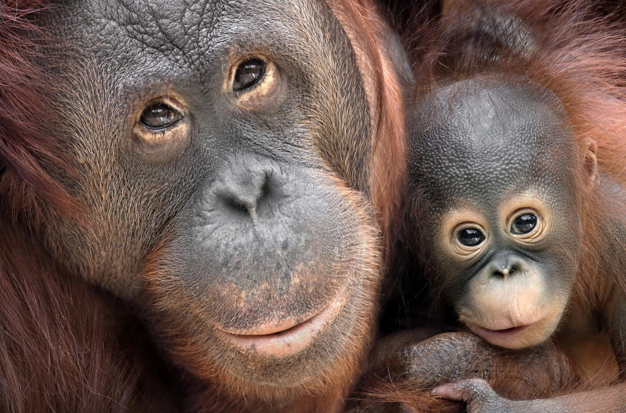 2048x1354 Baby Animal Monkey Orangutan Primate Wallpaper:2048x1354