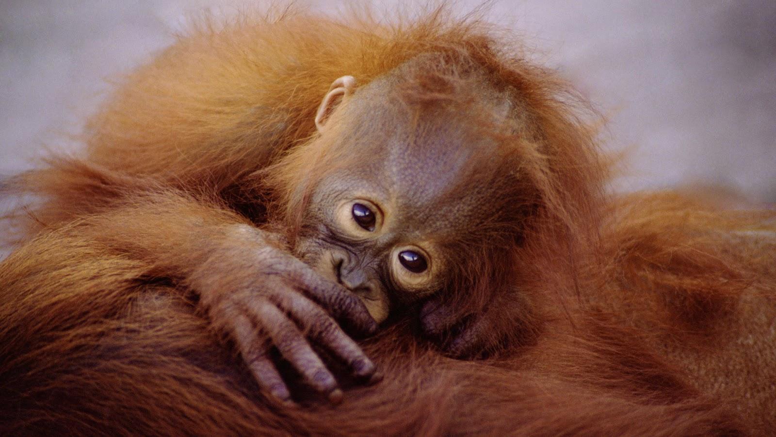 1600x900 Baby Orangutan HD Wallpaper