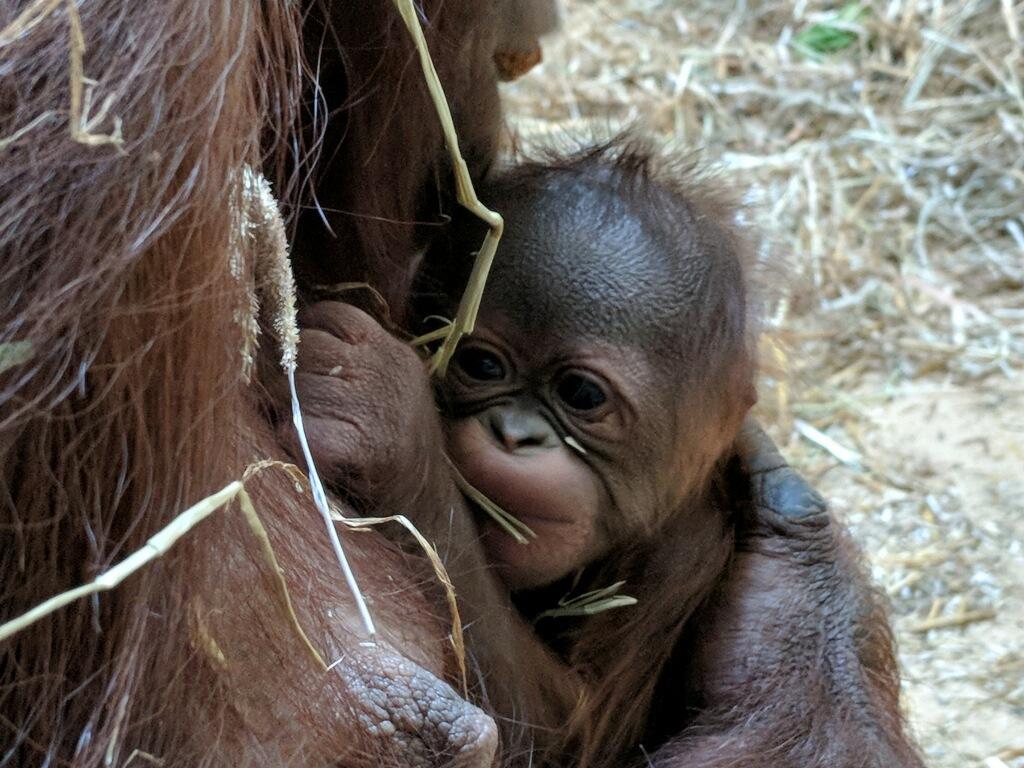 1024x768 Virginia Zoo Welcomes Its First Ever Baby Orangutan