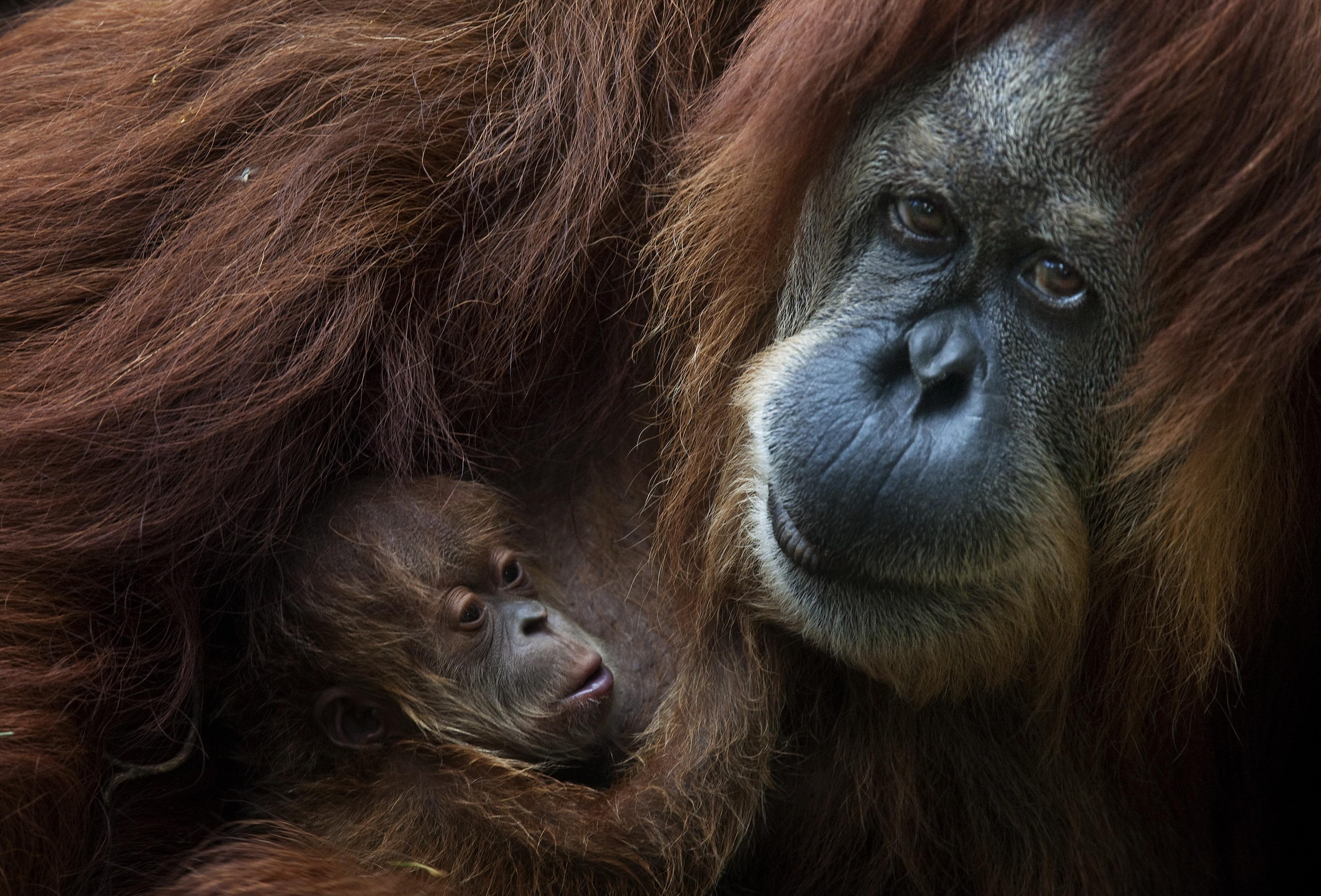 3820x2592 Orangutan amazing mothers of the animal kingdom. From the Grapevine