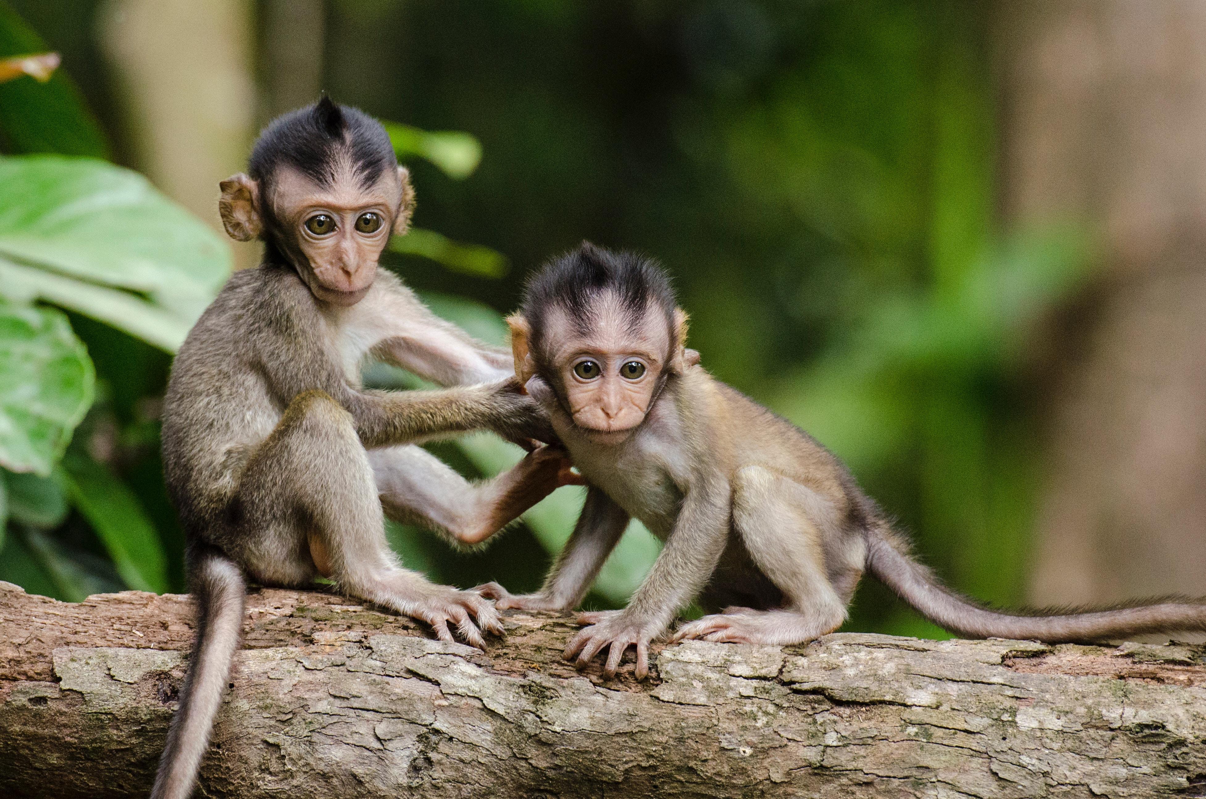 3907x2588 3907x2588 #Creative Commons image, #monkey, #mammal, #leafe, #tree, #animal, #leaf, #baby monkey, #jungle, #primate, #nature, #ape. Mocah HD Wallpaper