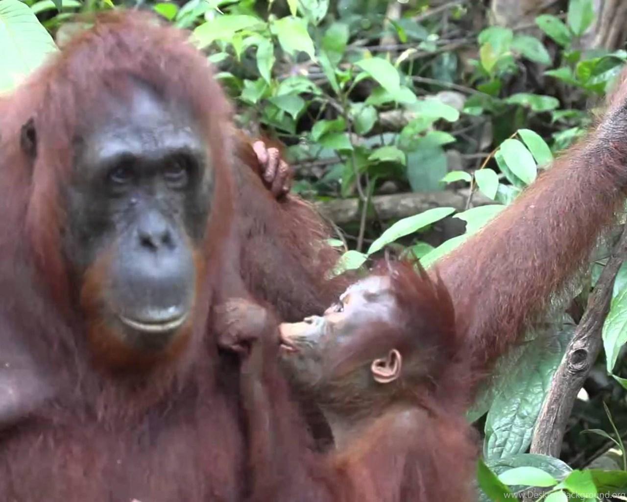 1280x1024 Mother And Baby Orangutan Show Their Love YouTube Desktop Background