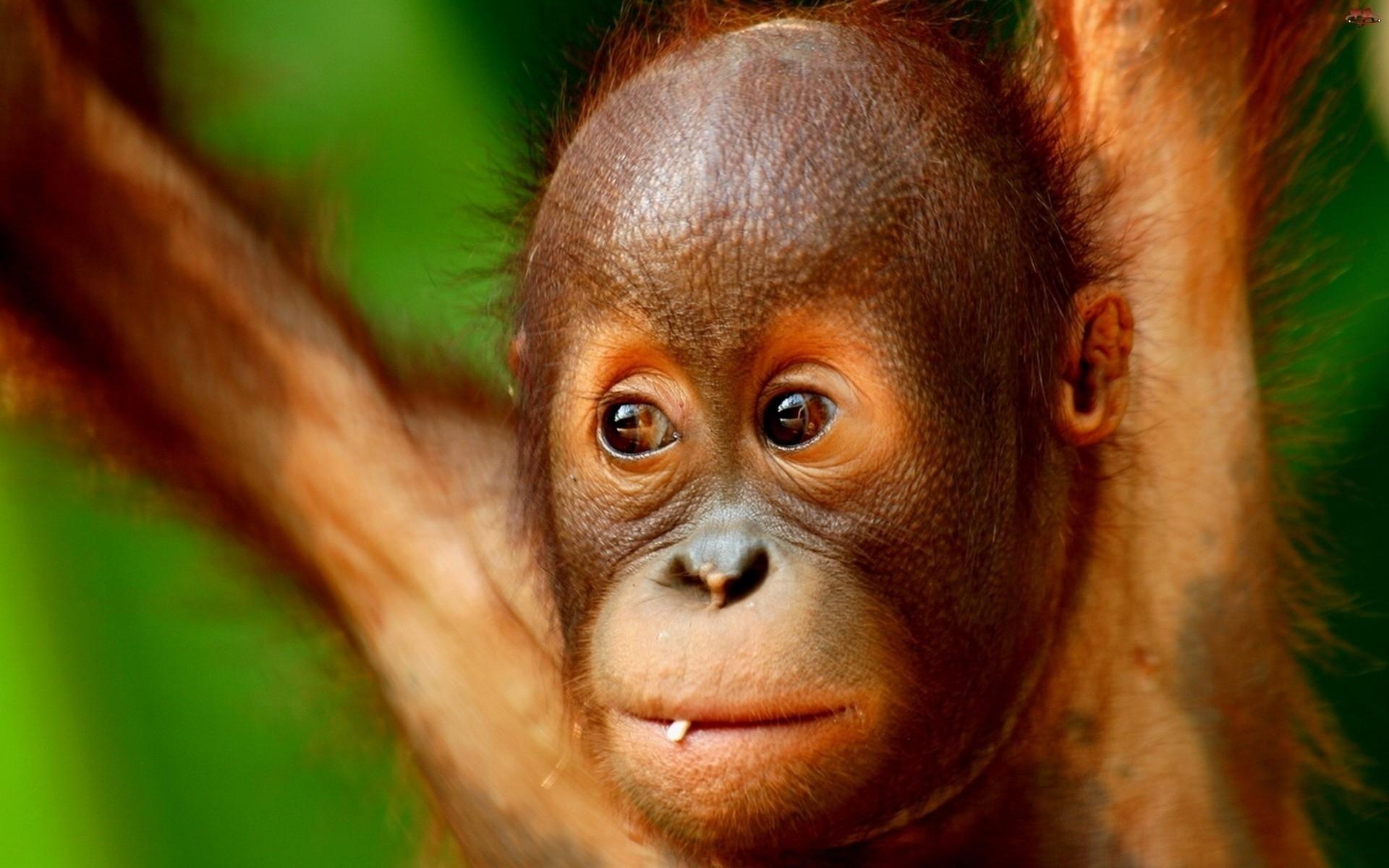 1920x1200 Download Wallpaper, Download 1920x1200 closeup animals baby animals orangutans 1920x1200 wallpaper Animals HD Wallpaper, Hi Res Animals Wallpaper, High Definition Wallpaper