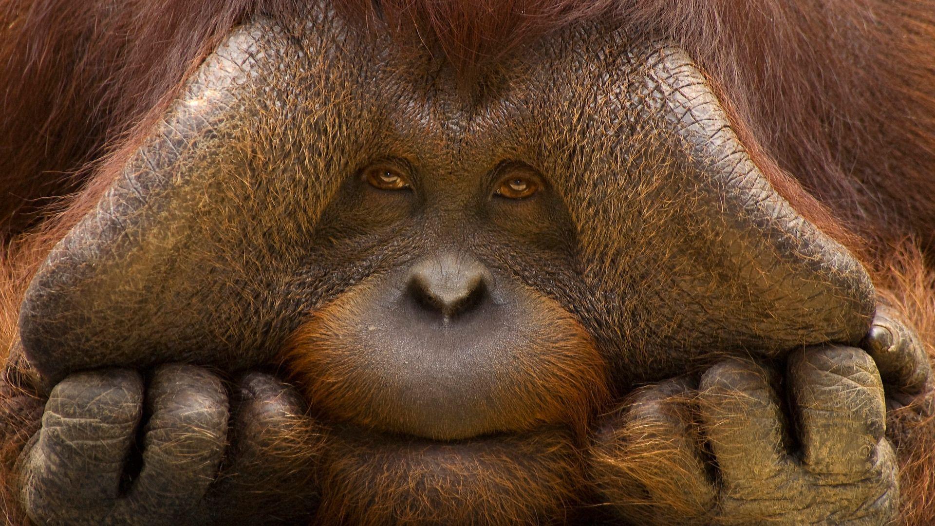 1920x1080 Orang Utan Baby Wallpaper