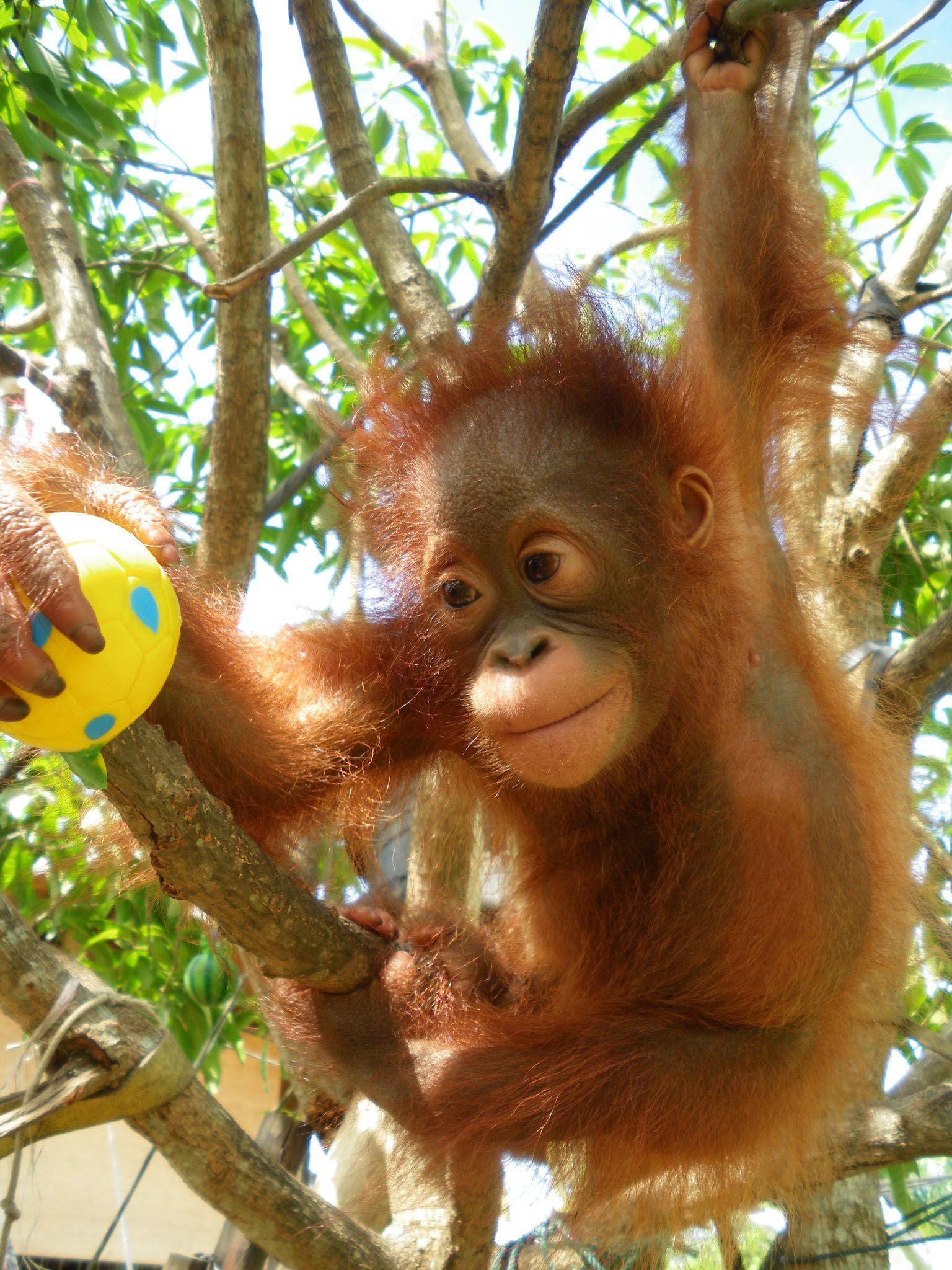 1536x2048 Monti_fall10_1 Hi #Orangutans #Baby 'Persons Of The Forest'. Orangutan, Baby Orangutan, Cute Monkey
