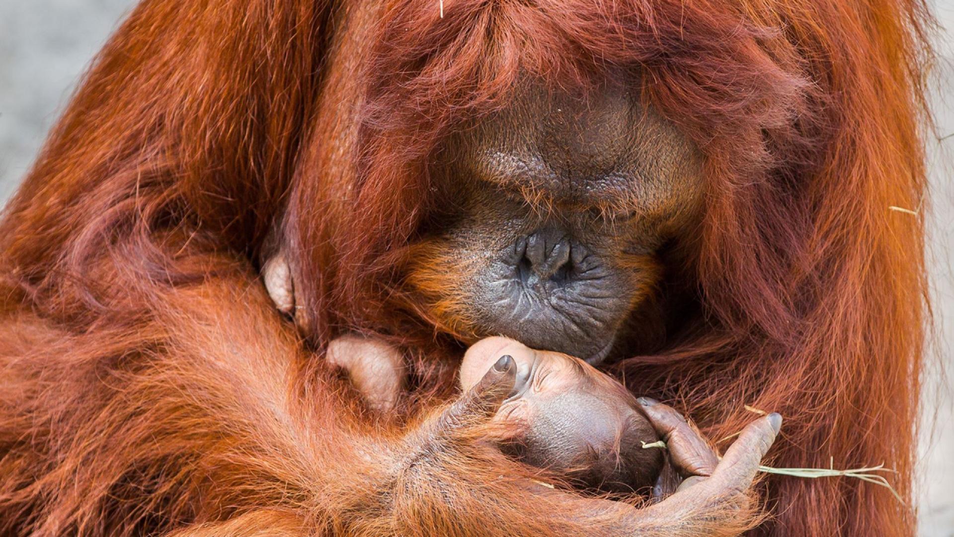 1920x1080 Mama Orangutan Can't Stop Holding Her Newborn Baby