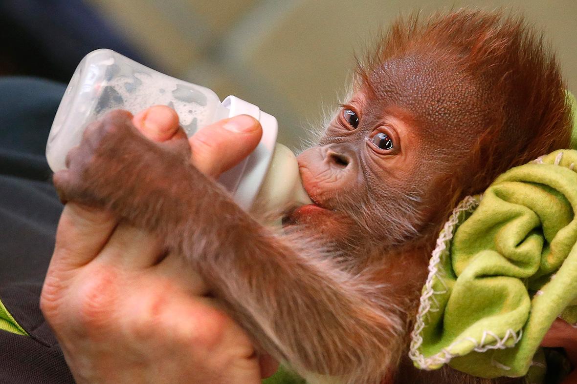 1180x787 Germany: Baby Orangutan Rieke Is Bottle Fed At Berlin Zoo [Cute Photo]