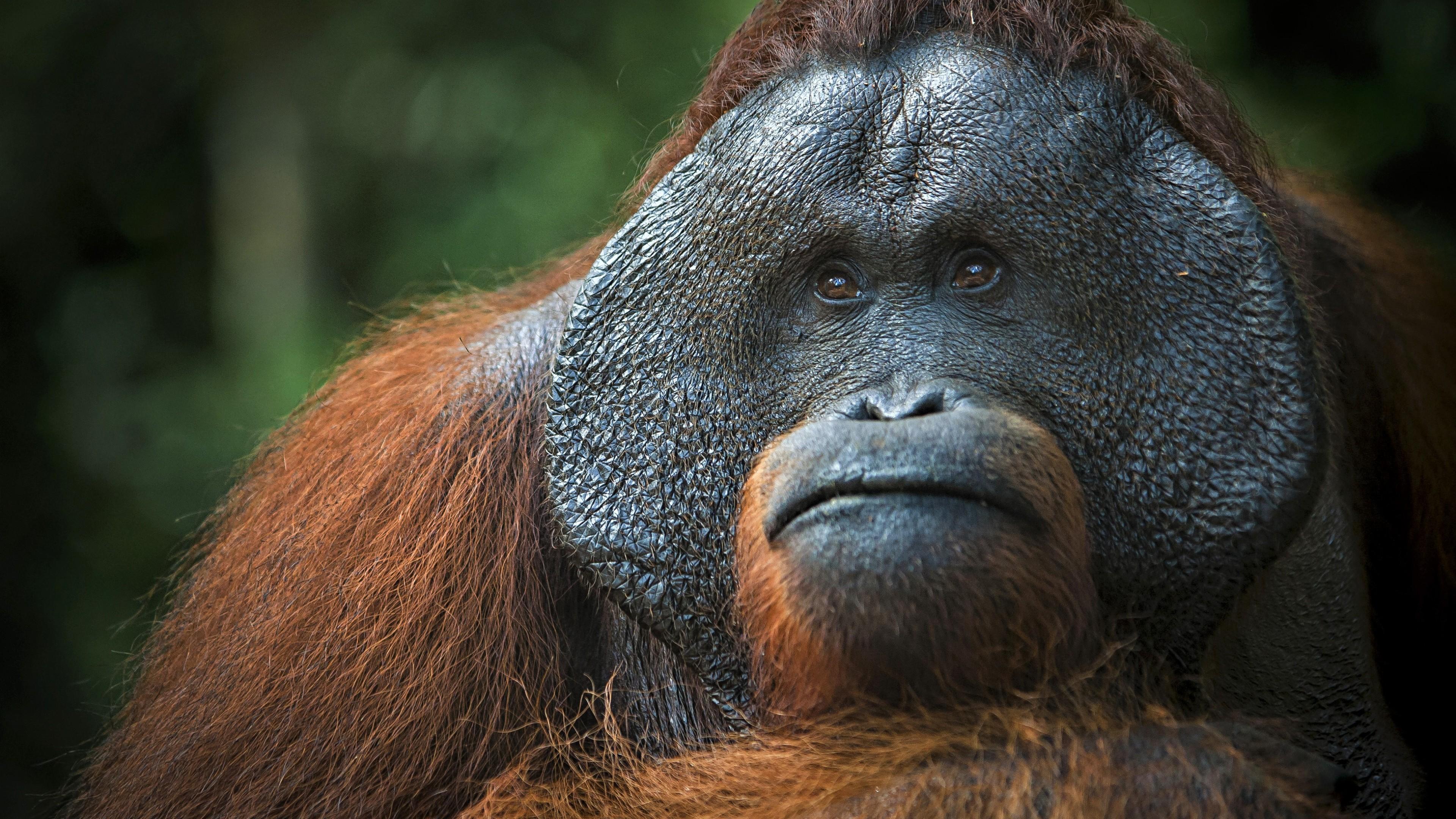 3840x2160 orangutan HD wallpaper, background