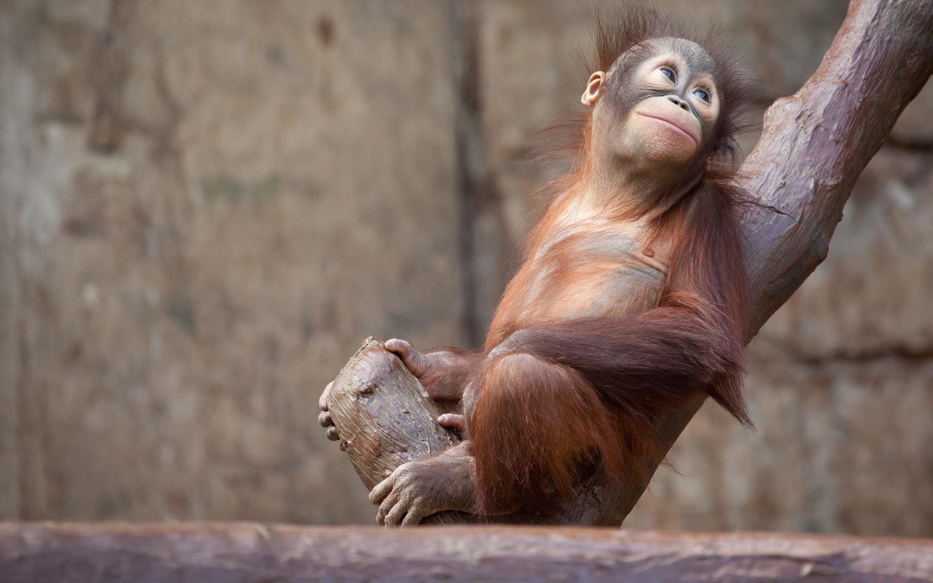 1920x1200 Baby Animal Orangutan Primate Zoo Wallpaper:1920x1200