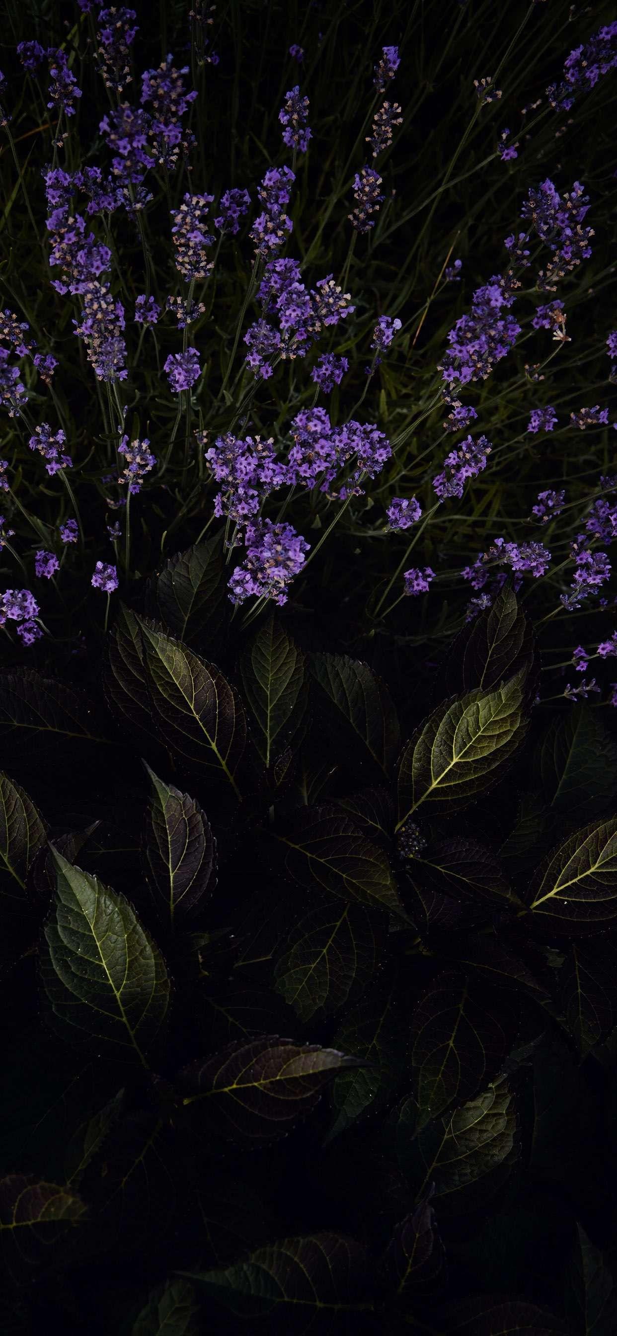 1242x2688 Flower Power. Download the full resolution in the Vellum App on iOS #vellumapp #getvellum #freewallpaper. Sfondi, Sfondi android