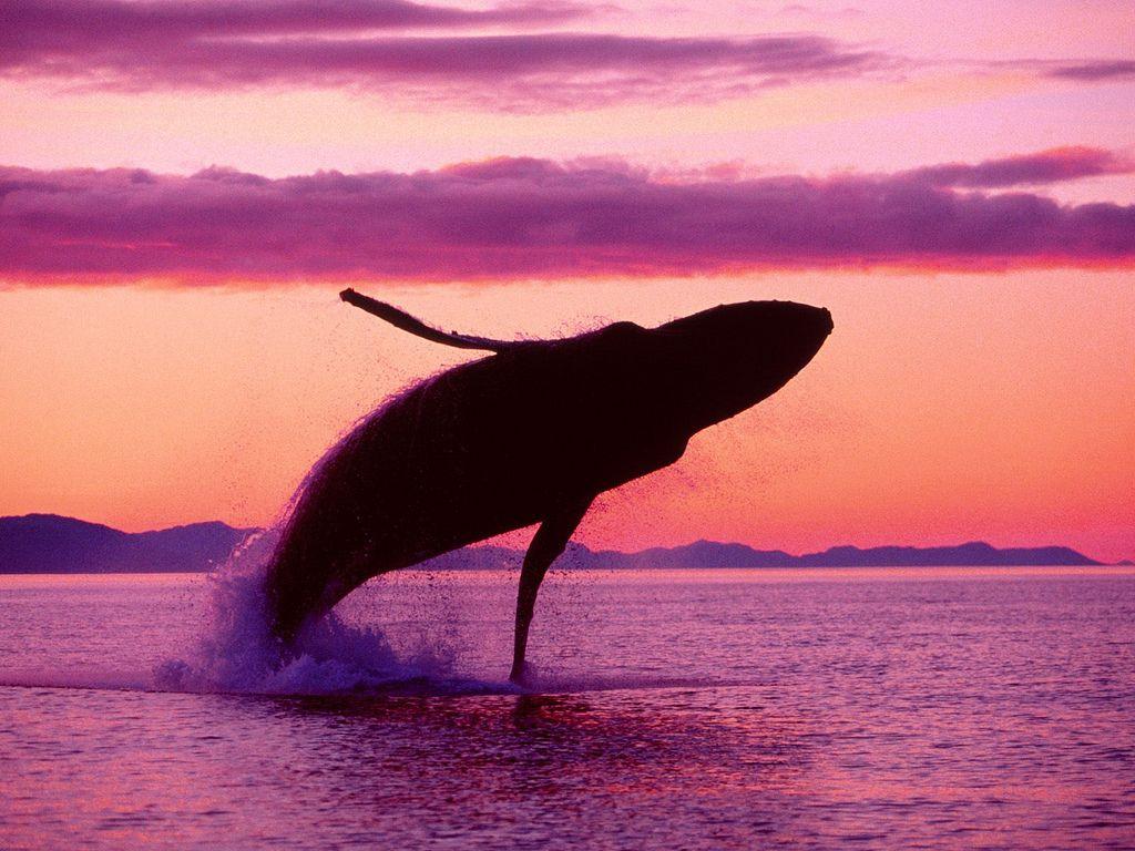 1024x768 Crimson Flight, Humpback Whale, Alaska picture underwater photo. Whale, Sea life wallpaper, Sea animals