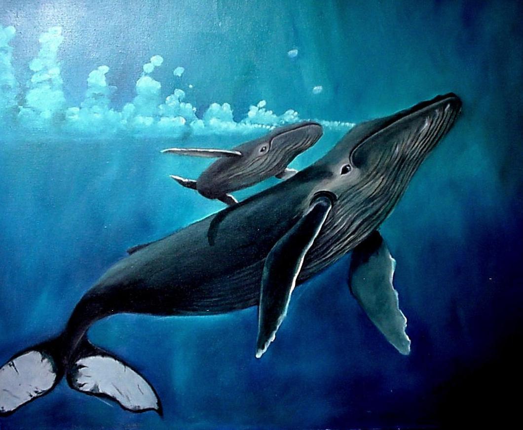 1060x872 Whale Wallpaper