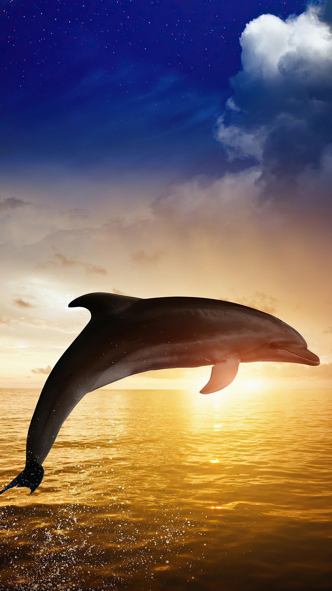 Dolphins iPhone Wallpapers Top Free Dolphins iPhone Backgrounds