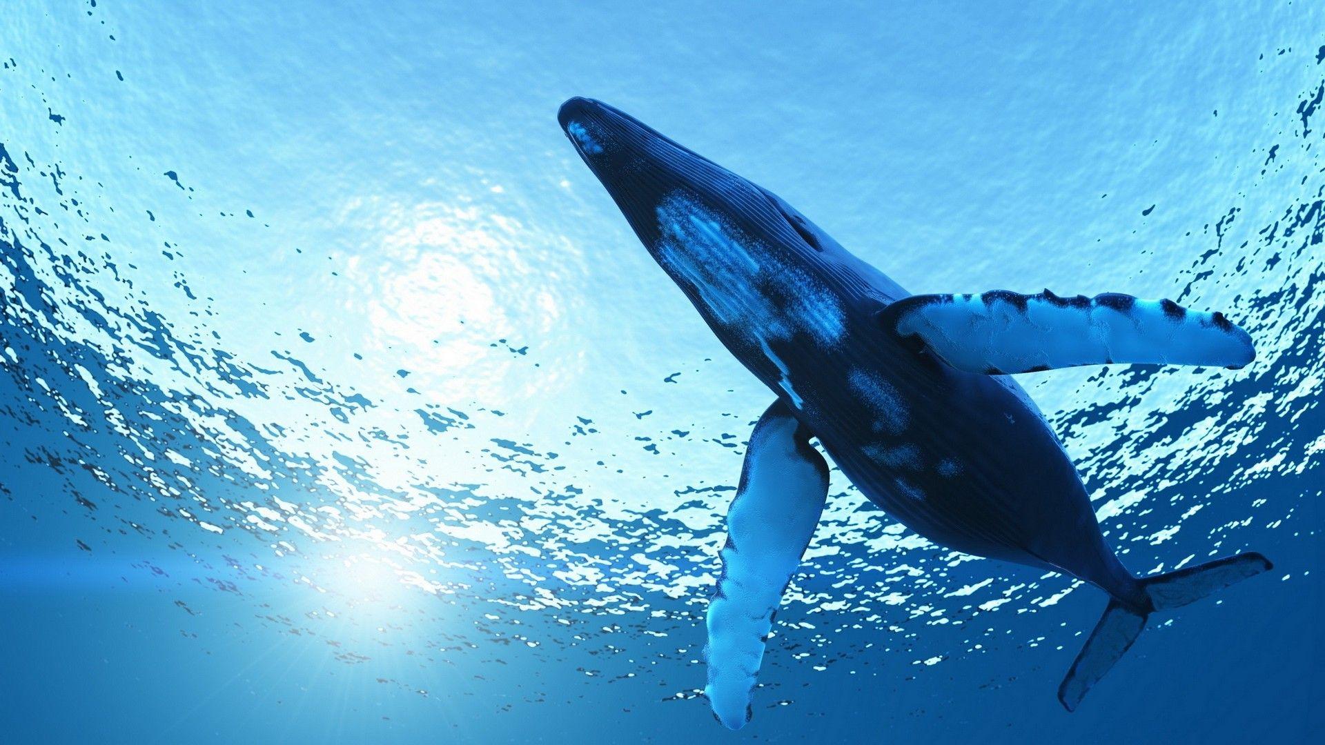 1920x1080 HD humpback whale wallpaper. Whale, Blue whale, Interesting animals