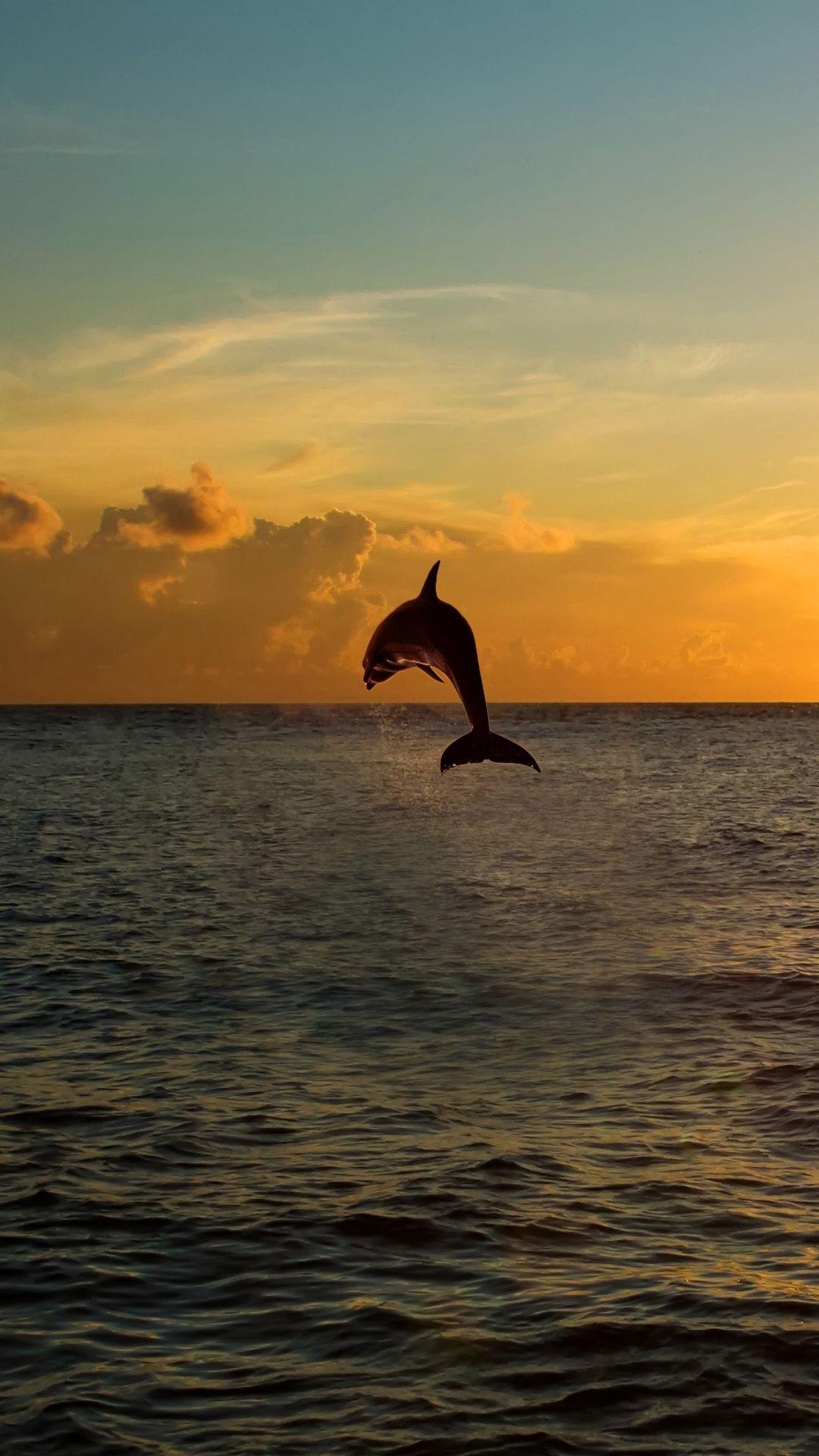 1080x1920 Twilight Jumping Dolphins iPhone 6 Wallpaper Download. iPhone Wallpaper, iPad wallpape. Beautiful landscapes, Beautiful summer wallpaper, Beach wallpaper iphone