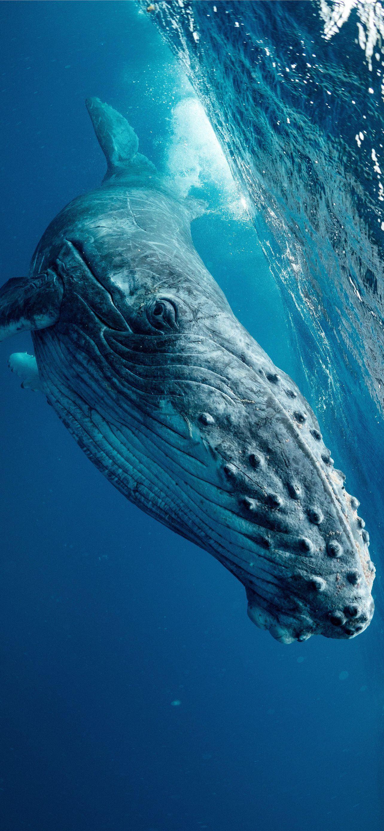 1284x2778 Best Humpback whale iPhone HD Wallpaper