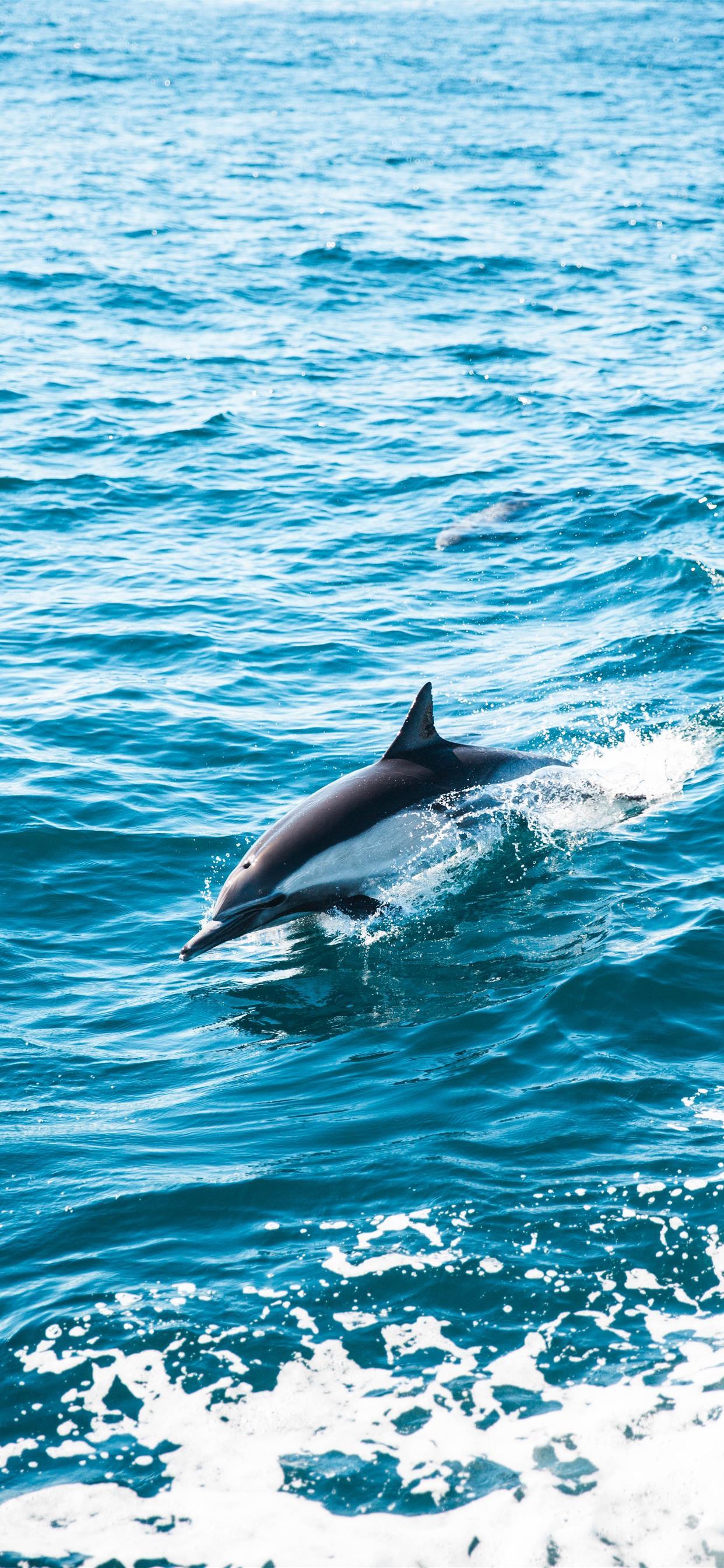 1242x2688 Dolphin Dive iPhone X Wallpaper Free Download