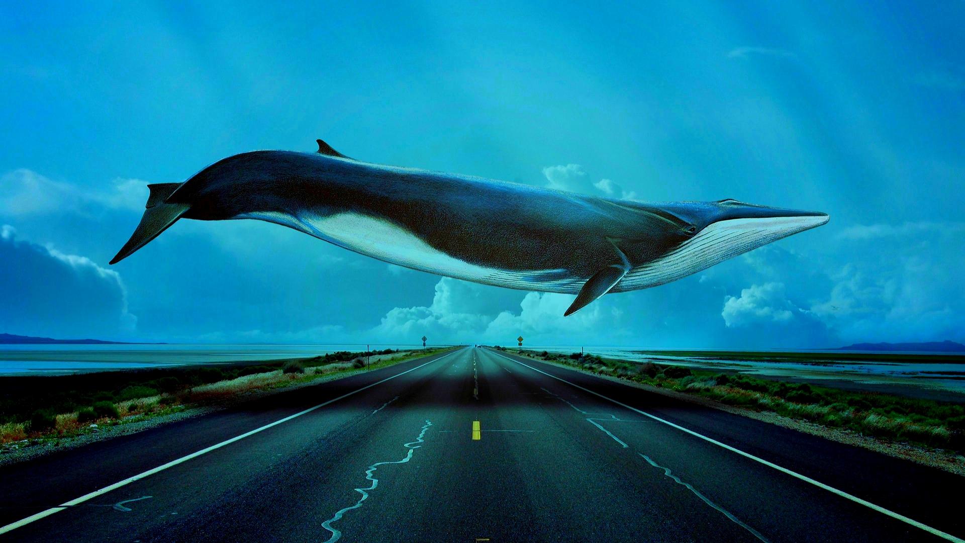1920x1080 Free download Blue Whale High Definition Wallpaper 11953 Amazing [1920x1080] for your Desktop, Mobile & Tablet. Explore Blue Whale Wallpaper. Killer Whale Wallpaper Desktop, Whale Wallpaper for Desktop