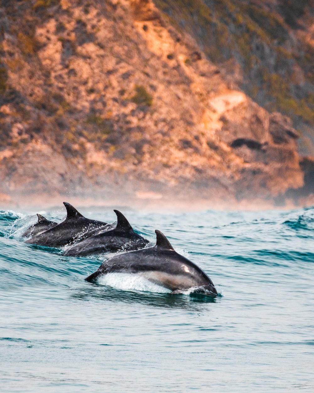 1000x1250 Dolphin Wallpaper: Free HD Download [HQ]