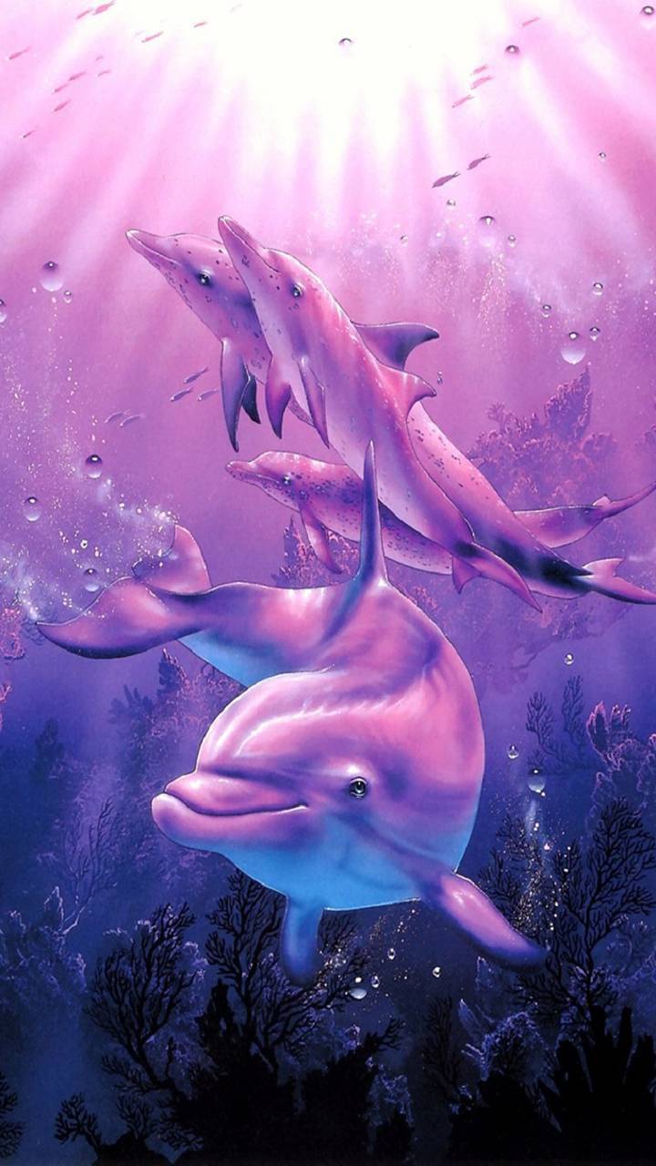Dolphins iPhone Wallpapers Top Free Dolphins iPhone Backgrounds