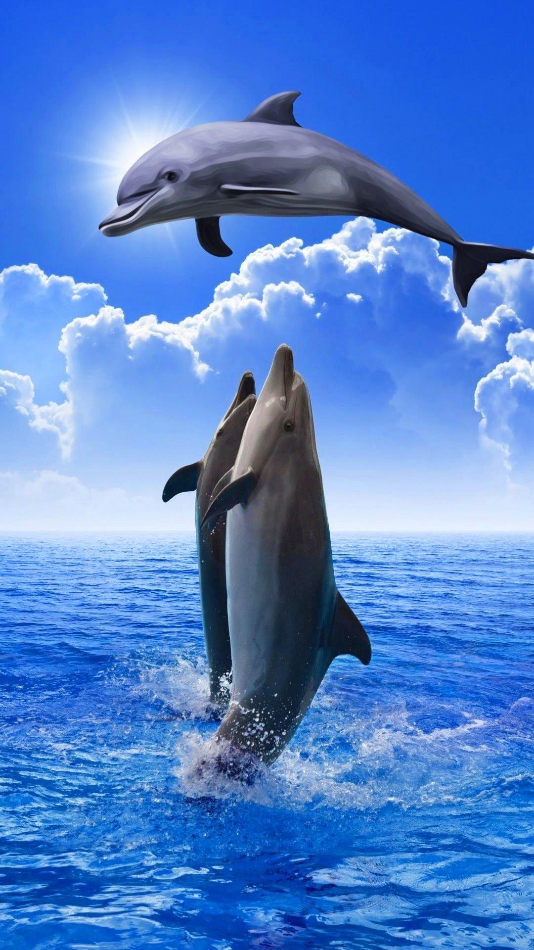 Download Dolphin Grow Wallpaper by Nevertryneverknow  3d  Free on ZEDGE  now Browse millions of popular fish Wallpapers and  Sualtı fotoğrafları  Sualtı Resim