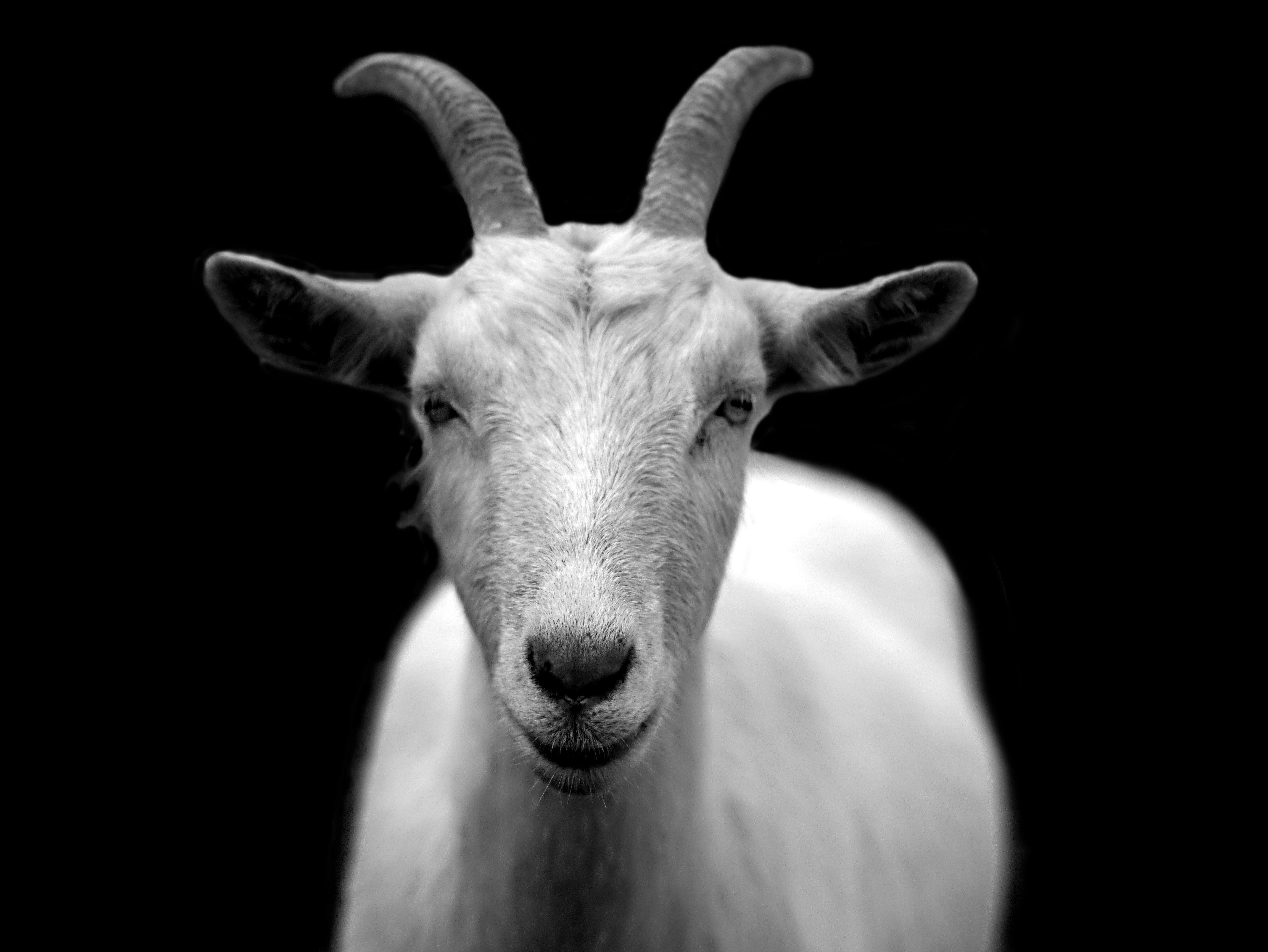 Black Goat Wallpapers Top Free Black Goat Backgrounds Wallpaperaccess 