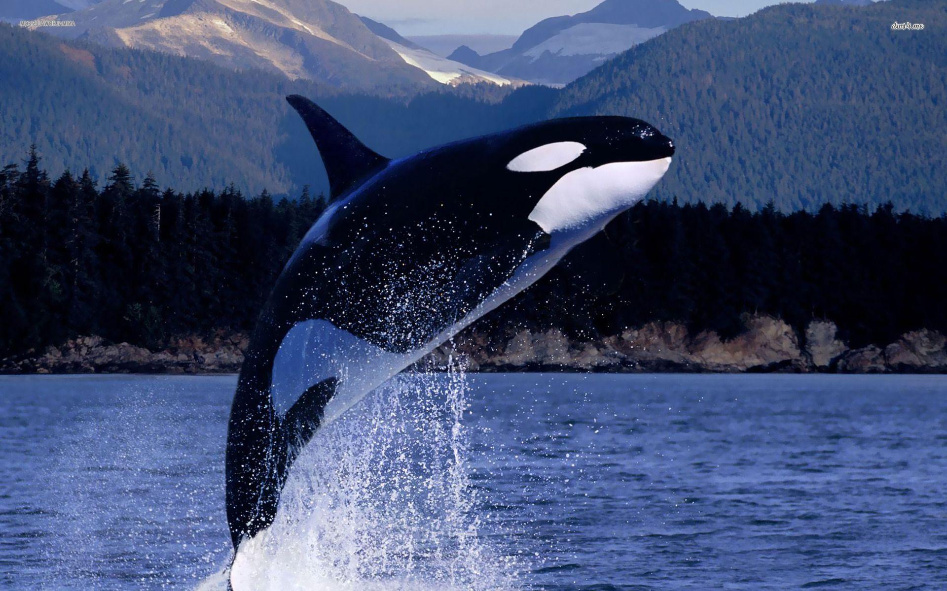 1920x1200 Samsung Galaxy S8 Blue Whale HD Wallpaper - HD Wallpaper 4k