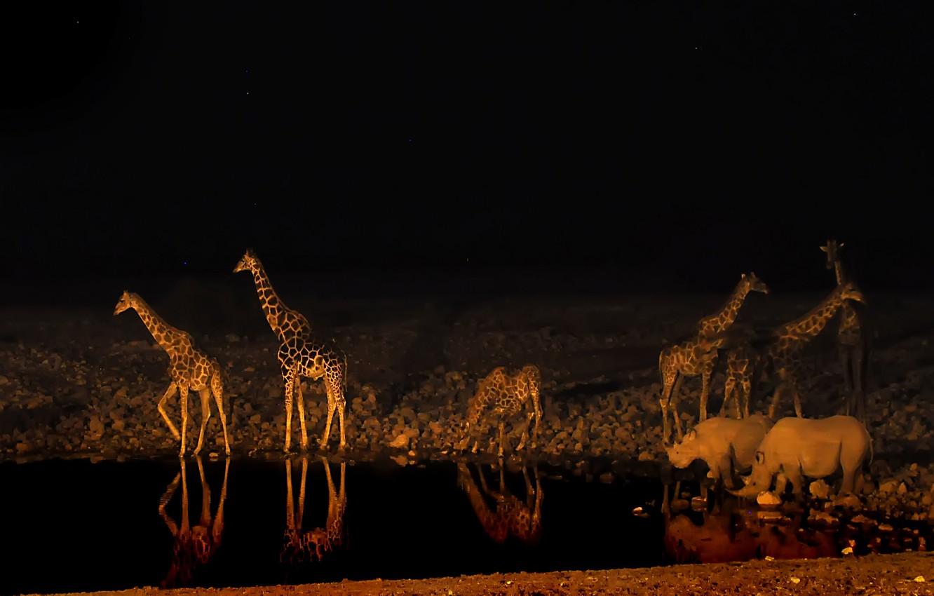 1332x850 Wallpaper night, giraffe, Africa, Rhino, drink image for desktop, section животные