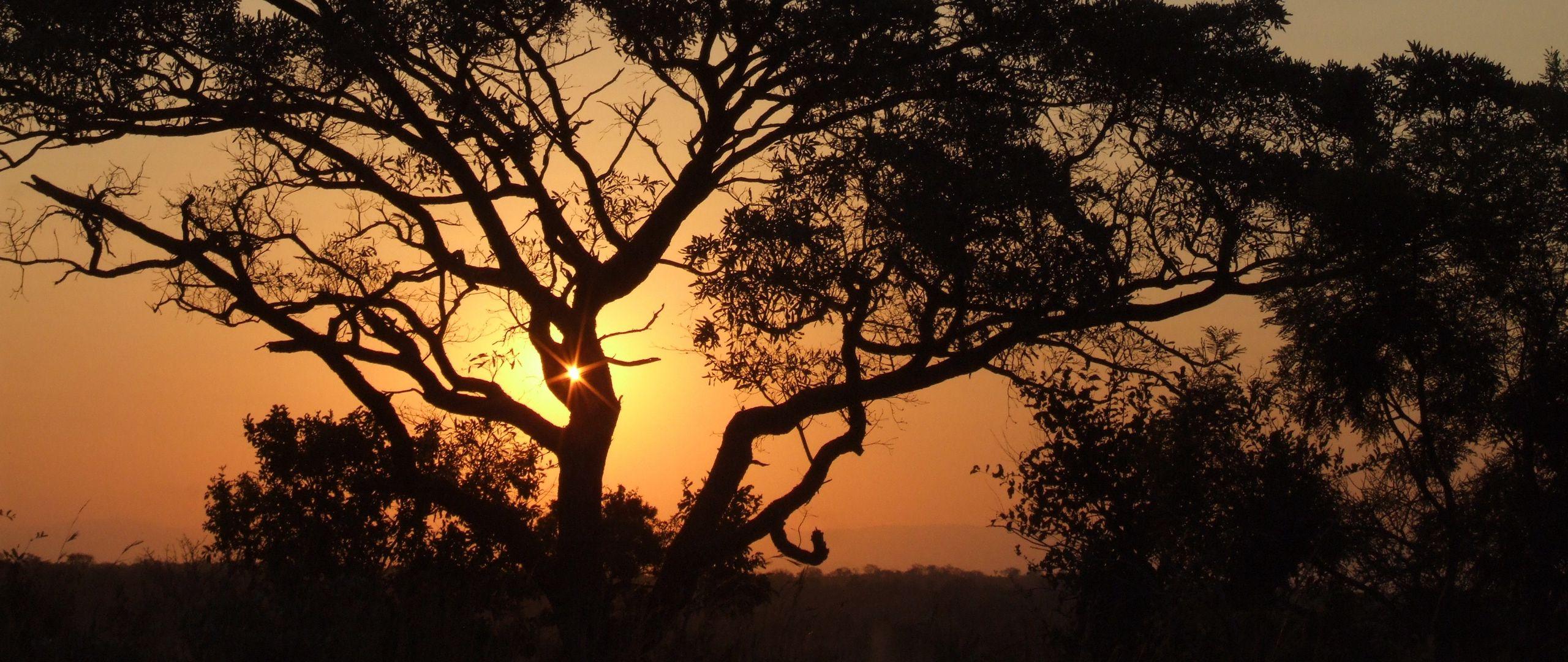 2560x1080 Download wallpaper 2560x1080 africa, sunset, trees, night dual wide 1080p HD background