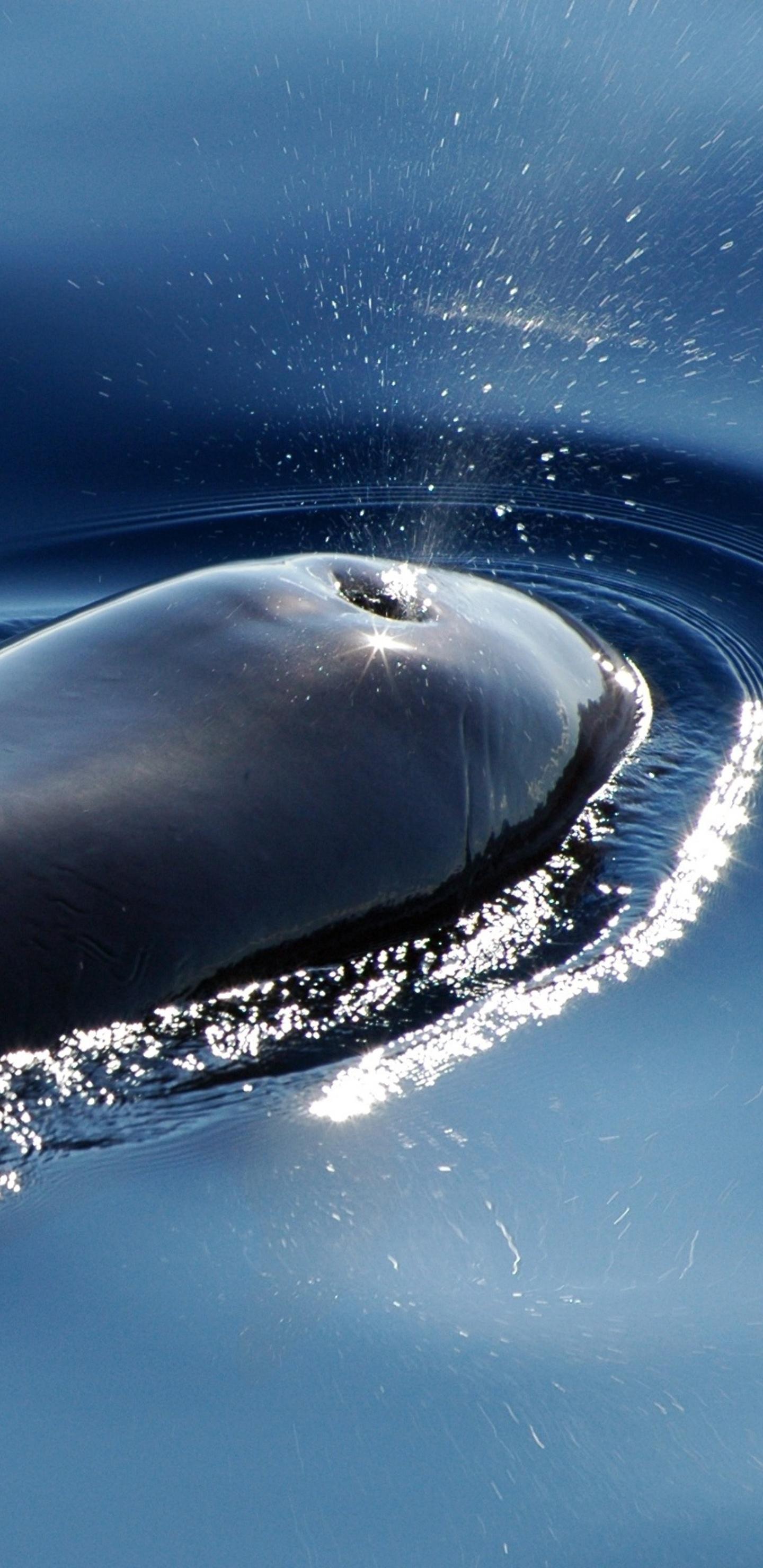 1440x2960 Whale Samsung Galaxy Note S S SQHD HD 4k Wallpaper, Image, Background, Photo and Picture