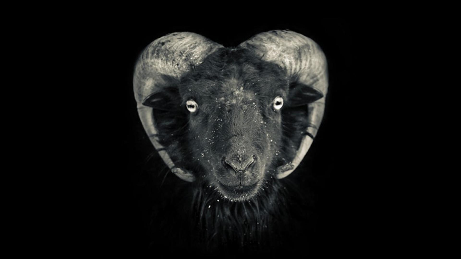 black-goat-wallpapers-top-free-black-goat-backgrounds-wallpaperaccess